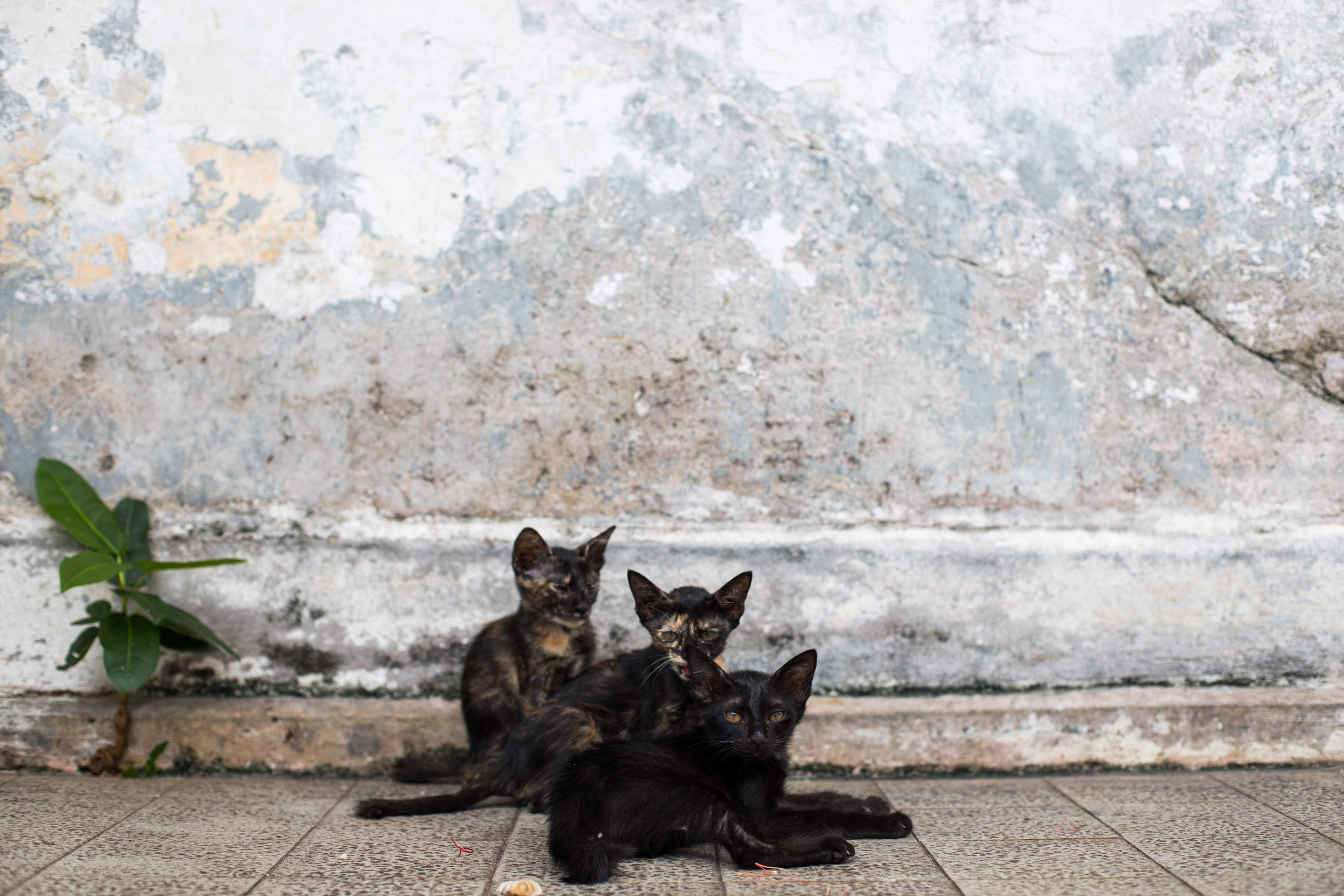 Cats of Penang #2