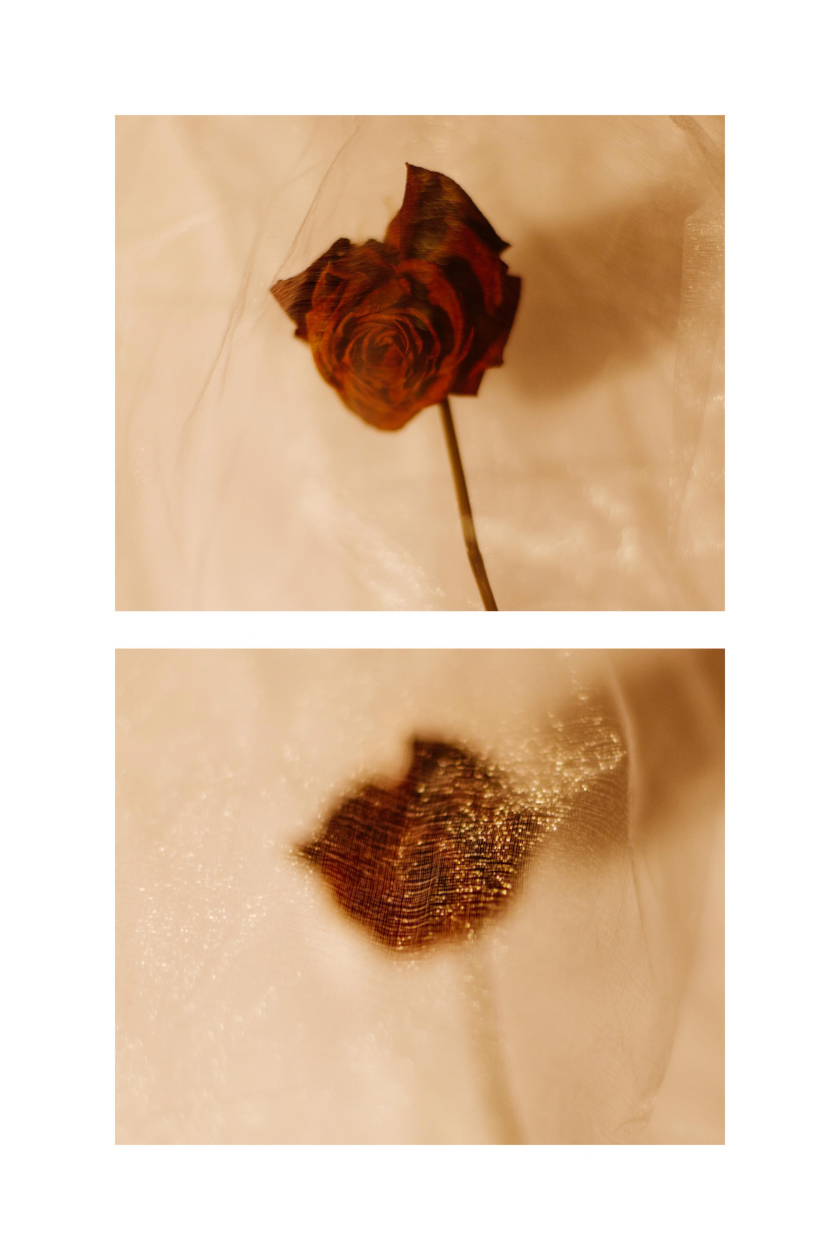 rose #1