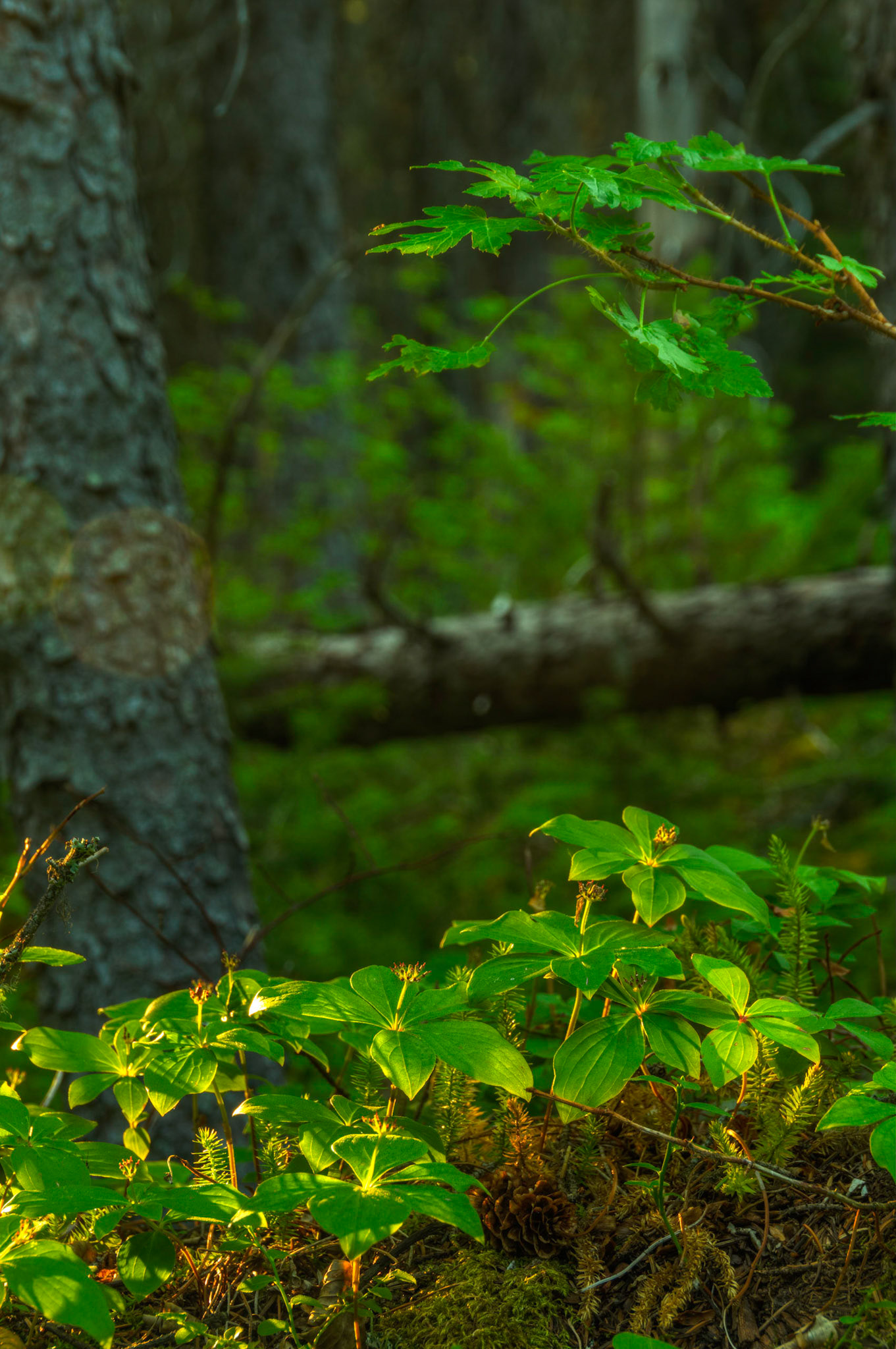 Late afternoon sun catching the undersides of new growth.Waterton Lakes National ParkAugust 1, 2015This is an HDR image consisting of 5 exposures merged in Photomatix Pro. Additional processing in Lightroom and Photoshop.PENTAX K-3, Sigma 18-250mm f/3.5-6.3 DC OS HSMISO 400 63 mm  0.8 sec at ƒ / 8.0
