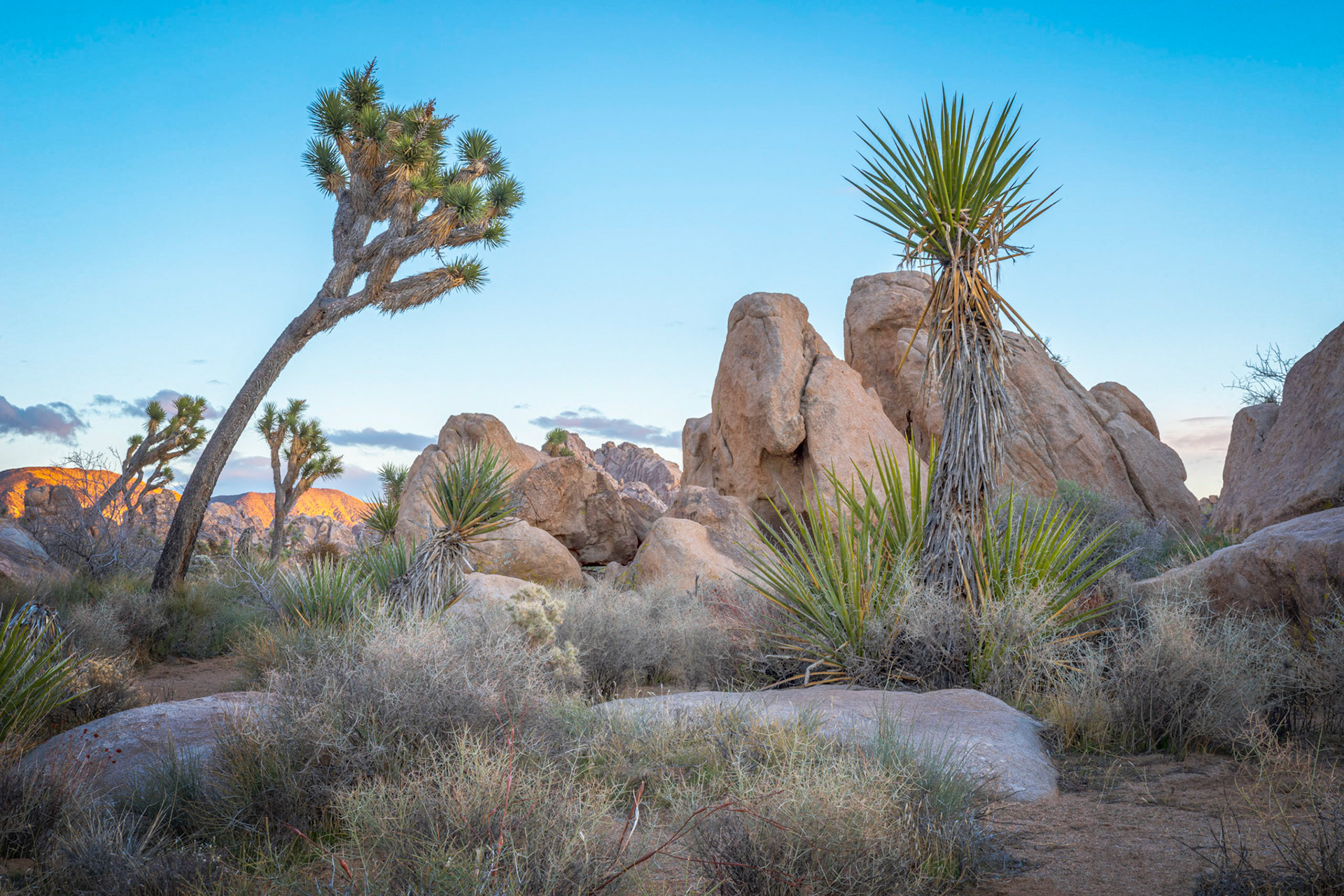 Hidden Valley, late afternoon.Joshua Tree National ParkCaliforniaFebruary 22, 2020Pentax K-1, HD PENTAX-D FA 24-70mm F2.8ED SDM WRISO 100 53 mm  ⅕ sec at ƒ / 18