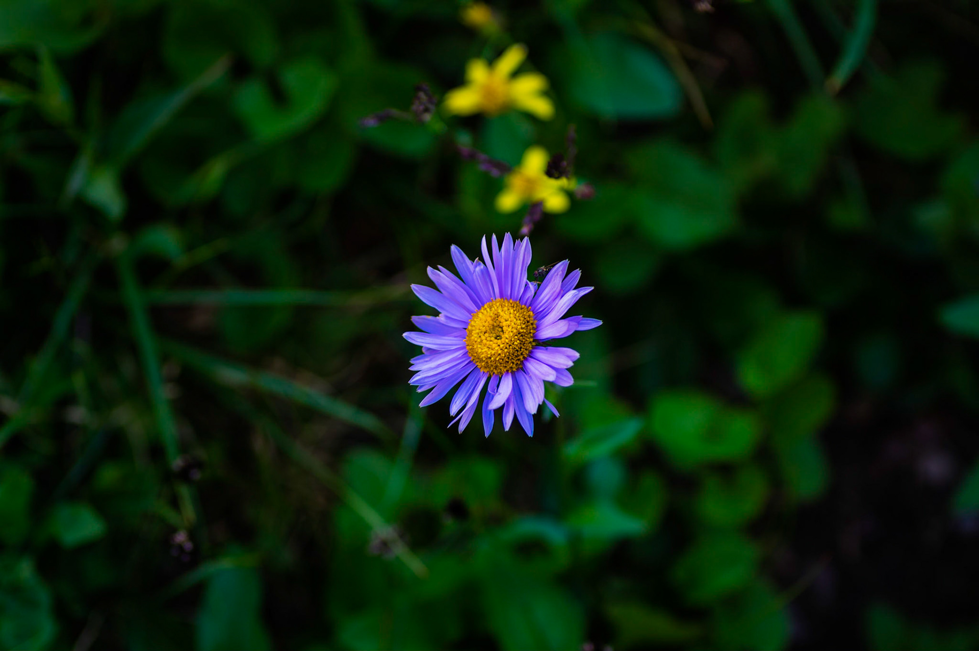 An Alpine Aster in the shade of the boardwalk on the Hidden Lake overview trail, near Logan Pass.Glacier National ParkJuly 31, 2015PENTAX K-3, smc PENTAX-F MACRO 50mm F2.8ISO 100 50 mm  ¹⁄₈₀ sec at ƒ / 3.2