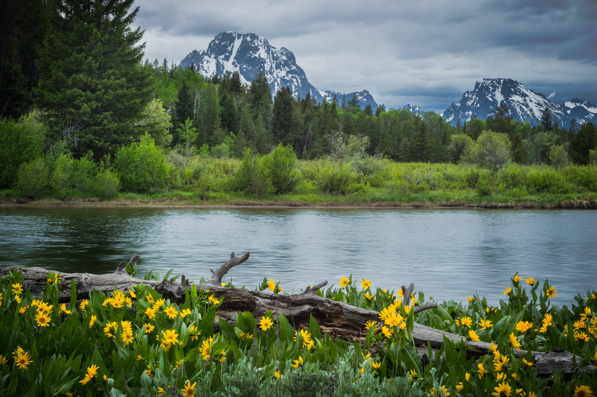 A field of Mule's Ear daisies along the Snake River, with Mount Moran as the backdrop.Grand Teton National Park15 June 2014PENTAX K-3, smc PENTAX-F MACRO 50mm F2.8ISO 100 50 mm  ¼ sec at ƒ / 25Prints of my work are available from my website at http://www.fingolfinphoto.comFollow me on Facebook at http://www.facebook.com/fingolfinphoto or http://www.facebook.com/pesterleAlso, http://500px.com/pesterle   http://www.flickr.com/photos/fingolfinphoto