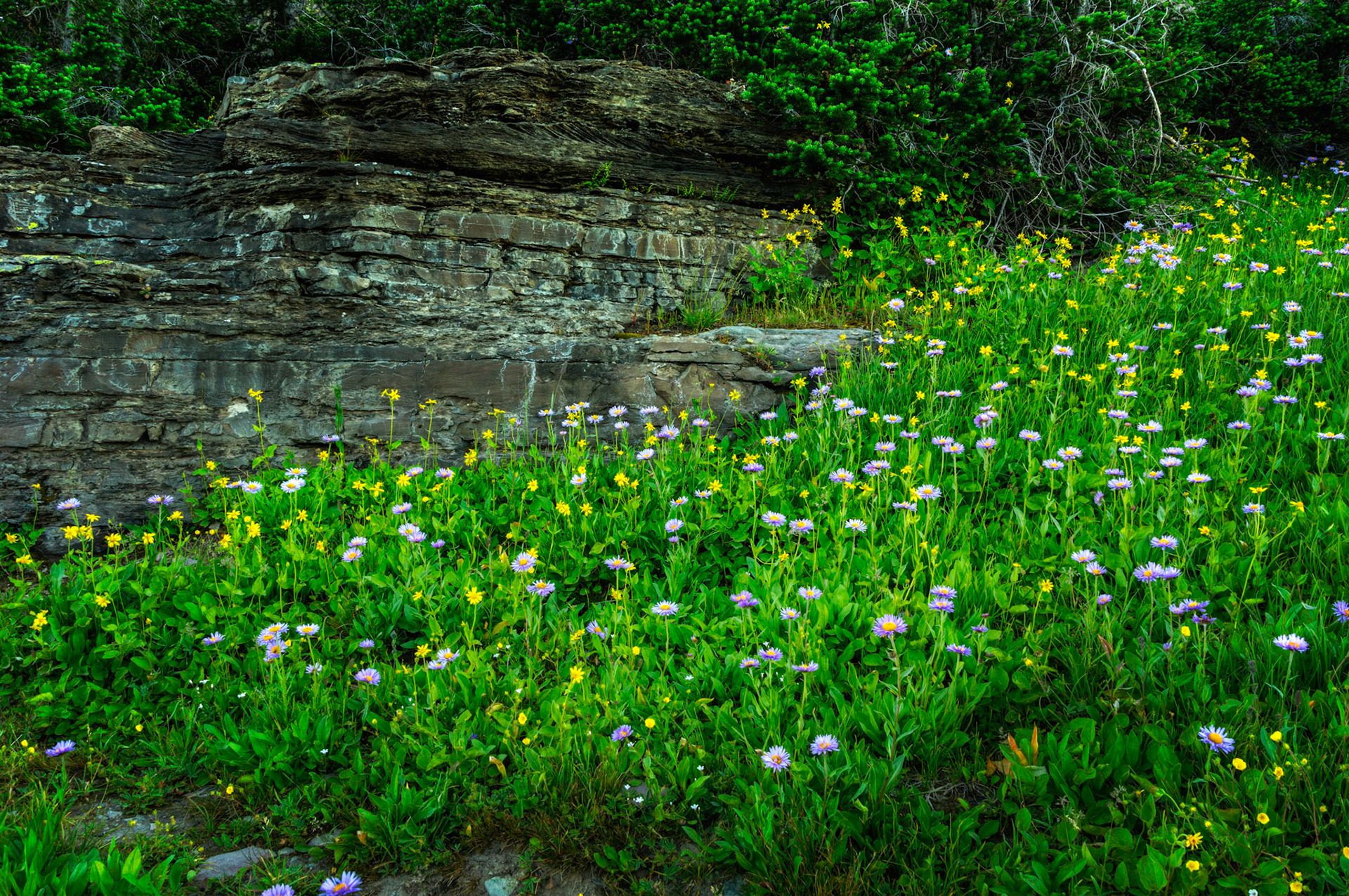 Wildflowers near timberline at Logan Pass, on the trail to Hidden Lake.Glacier National ParkJuly 31, 2015This is an HDR image consisting of 5 exposures merged in Photomatix Pro. Additional processing in Lightroom and Photoshop.PENTAX K-3, Sigma 18-250mm f/3.5-6.3 DC OS HSMISO 100 18 mm  0.3 sec at ƒ / 11