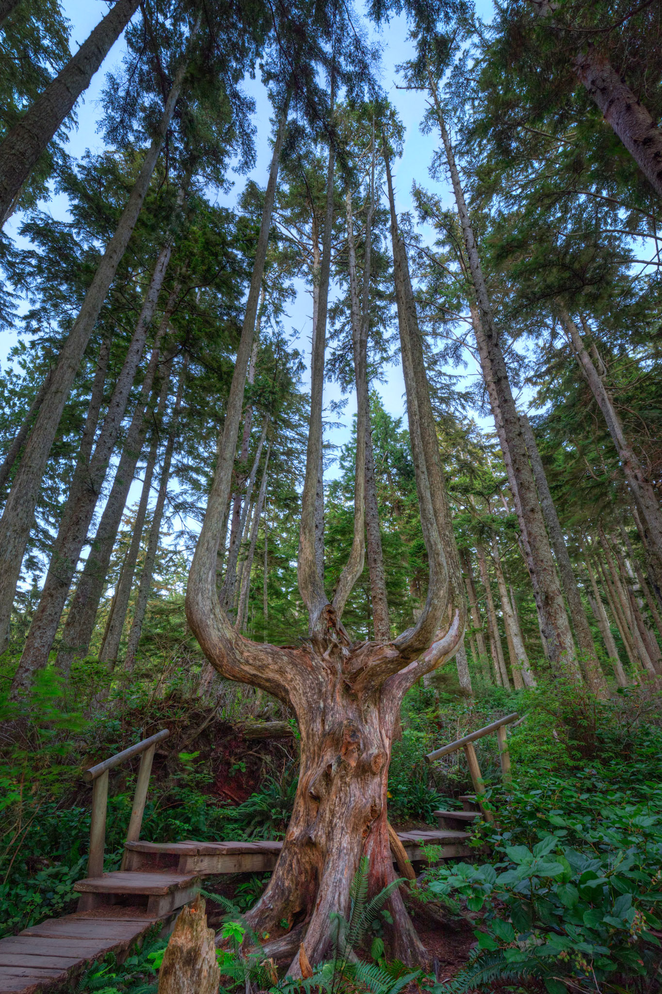 Along the trail to Cape Flattery, a bit after sunset.Neah Bay, WashingtonJuly 28, 2016This is an HDR image consisting of 5 exposures merged in Photomatix Pro. Additional processing in Lightroom and Photoshop.PENTAX K-1, HD PENTAX-D FA 15-30mm F2.8ED SDM WRISO 100 15 mm  1.0 sec at ƒ / 10