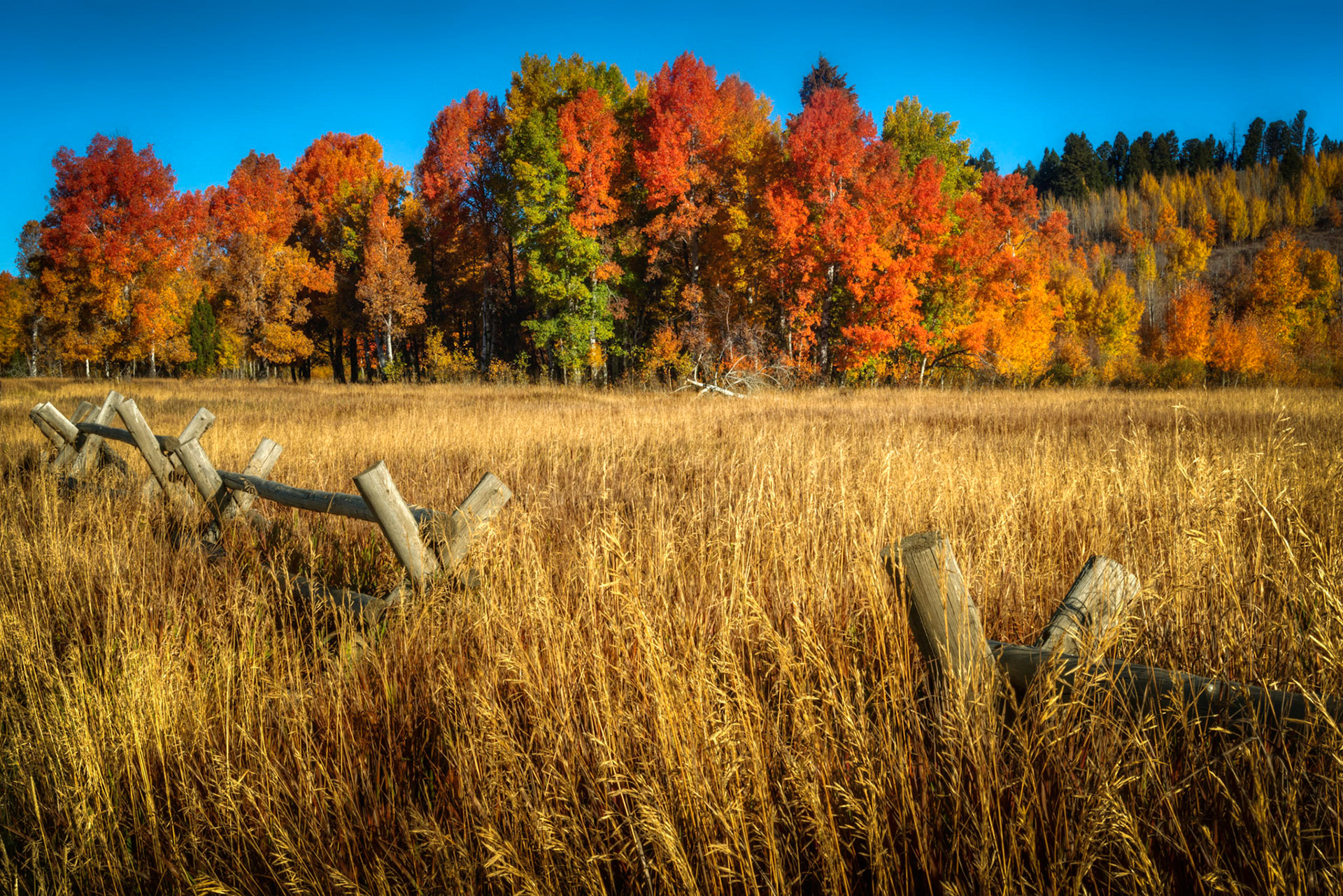 Autumn foliage along the road to Cattleman's Bridge site, near Oxbow Bend.Grand Teton National ParkWyomingSeptember 28, 2016This is an HDR image consisting of 5 exposures merged in Lightroom. Additional processing in Lightroom and Photoshop.Pentax K-1, TAMRON 28-300mm F3.5-6.3 Ultra zoom XRISO 100 53 mm  ¹⁄₁₀ sec at ƒ / 22