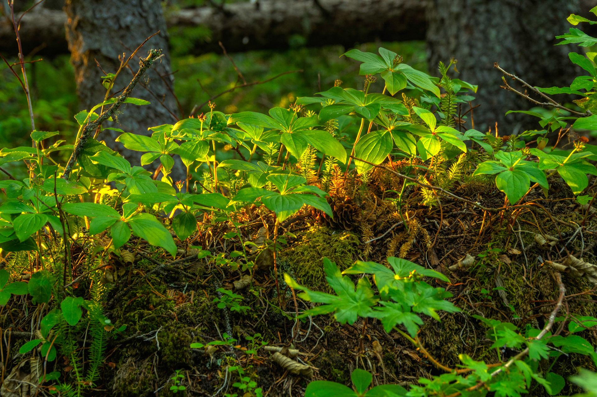 Light from the setting sun falling on a small clump of plants growing on a downed tree.  Along the trail to Akamina Lake.Waterton Lakes National ParkAugust 1, 2015This is an HDR image consisting of 5 exposures merged in Photomatix Pro. Additional processing in Lightroom and Photoshop.PENTAX K-3, Sigma 18-250mm f/3.5-6.3 DC OS HSMISO 400 63 mm  ¼ sec at ƒ / 9.0