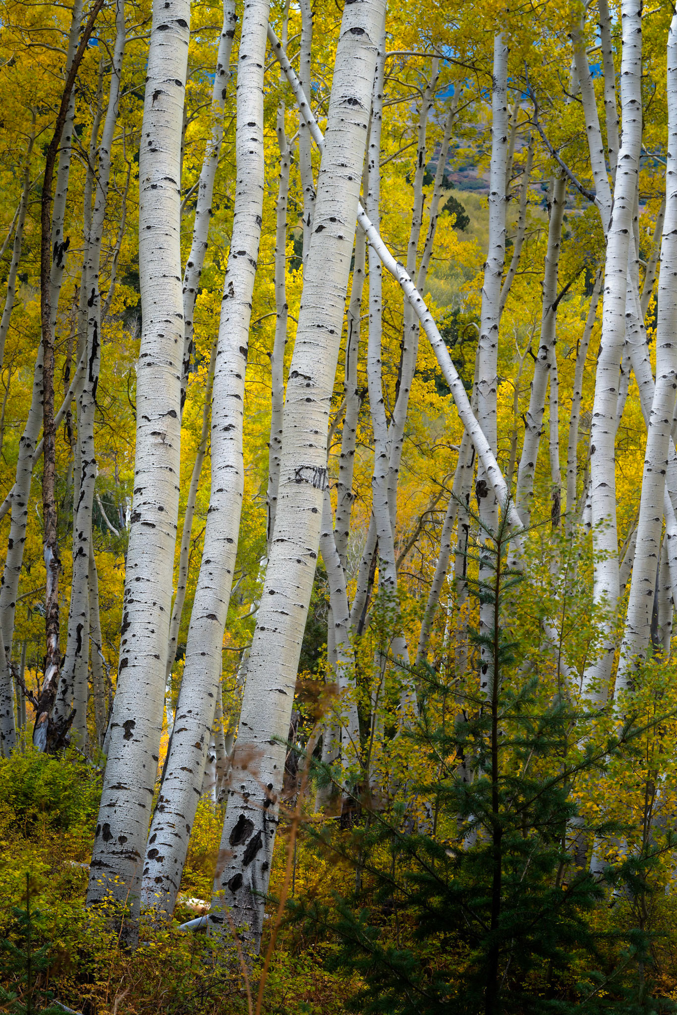 Aspens in the Uncompahgre National Forest, along Last Dollar Road.Uncompahgre National ForestColoradoSeptember 27, 2017PENTAX K-1, TAMRON 28-300mm F3.5-6.3 Ultra zoom XRISO 100 100 mm  0.3 sec at ƒ / 20