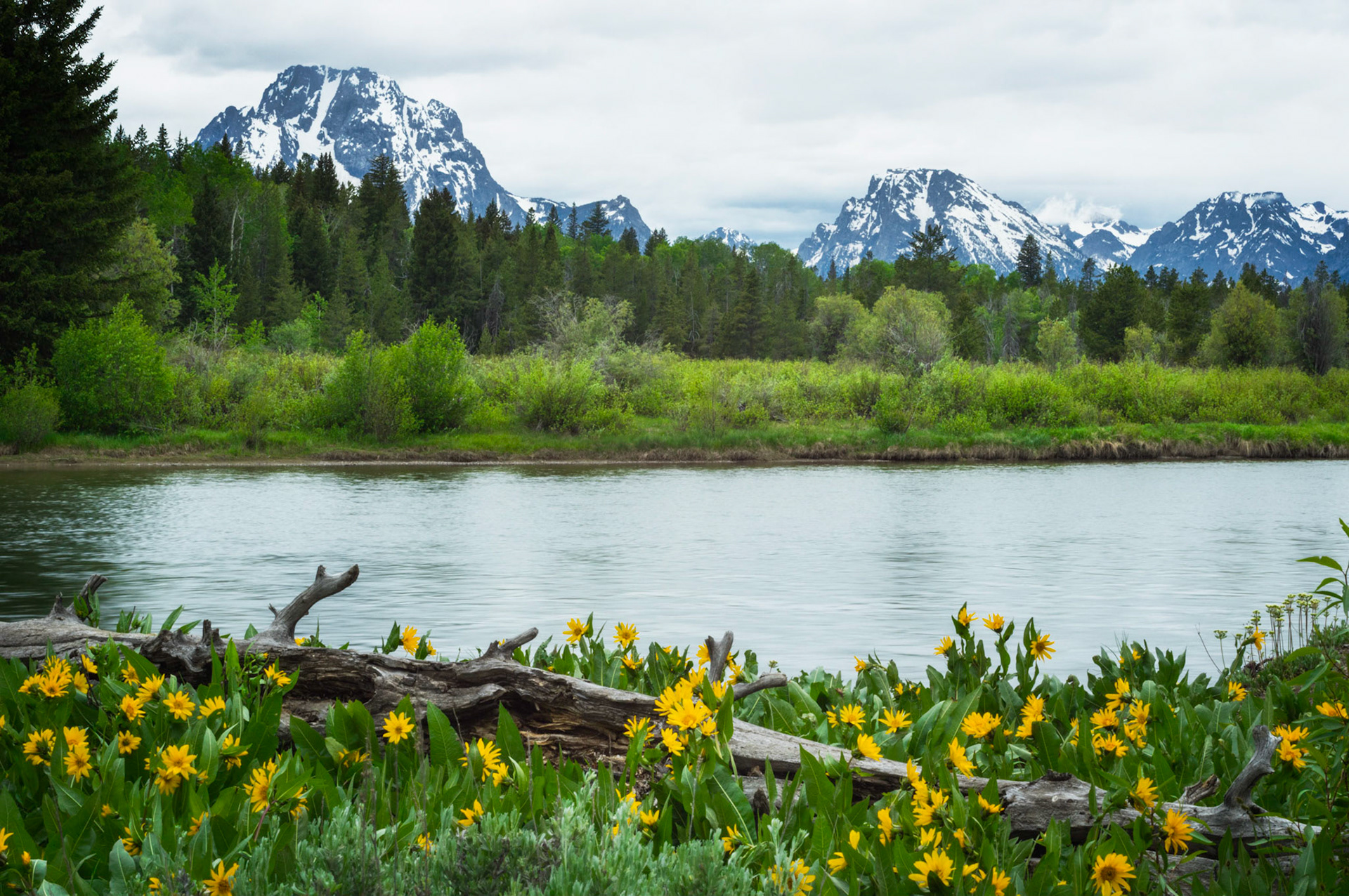 A field of Mule's Ear daisies along the Snake River, with Mount Moran as the backdrop.Grand Teton National Park15 June 2014PENTAX K-3, smc PENTAX-F MACRO 50mm F2.8ISO 100 50 mm  ⅕ sec at ƒ / 25Prints of my work are available from my website at http://www.fingolfinphoto.comFollow me on Facebook at http://www.facebook.com/fingolfinphoto or http://www.facebook.com/pesterleAlso, http://500px.com/pesterle   http://www.flickr.com/photos/fingolfinphoto