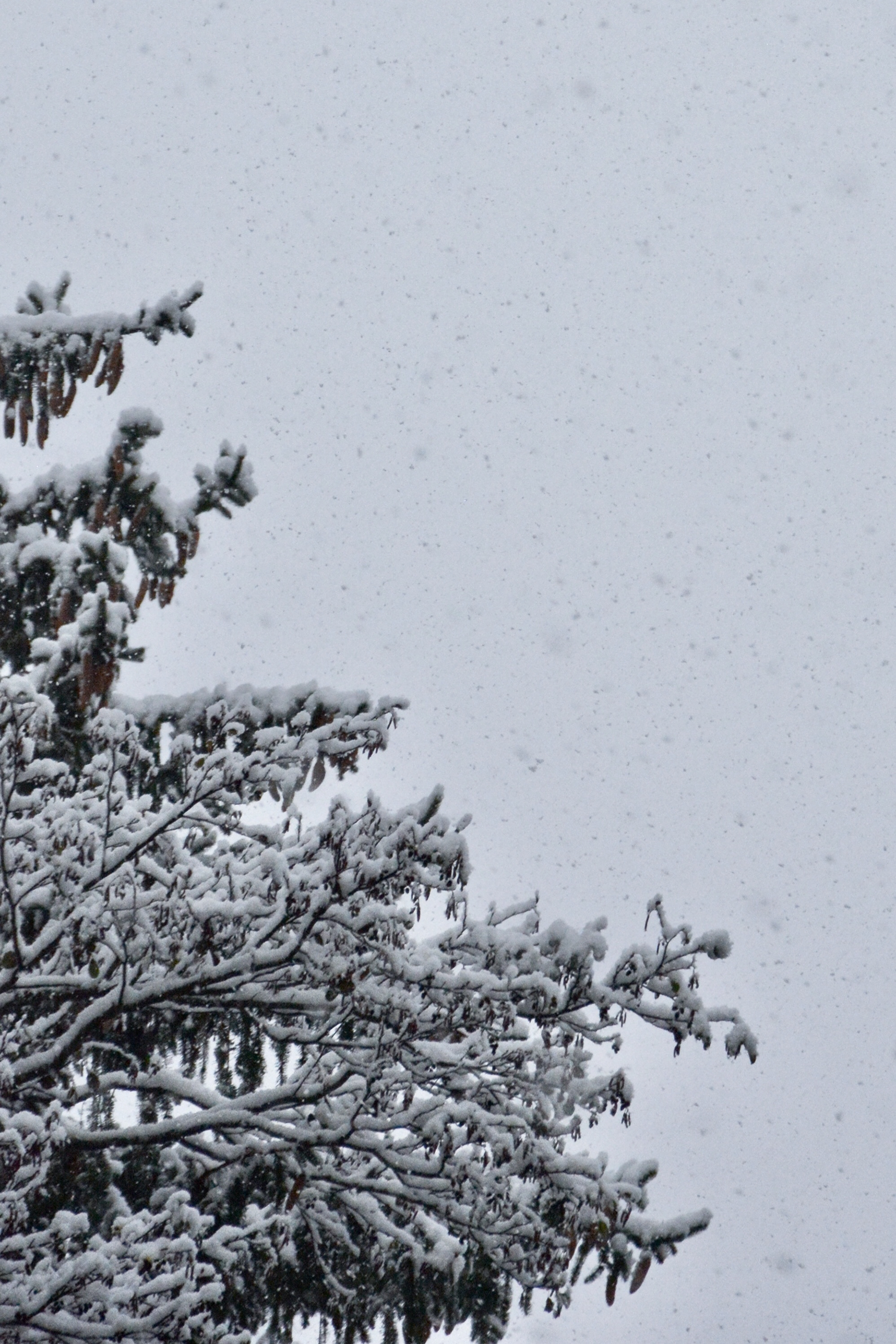 Sabine M. Probst- snow flake photograph