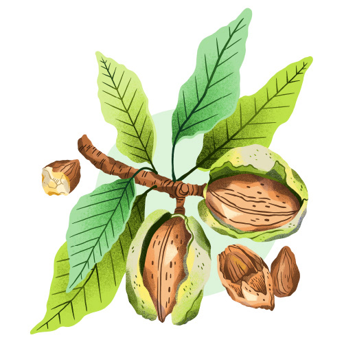 Almond