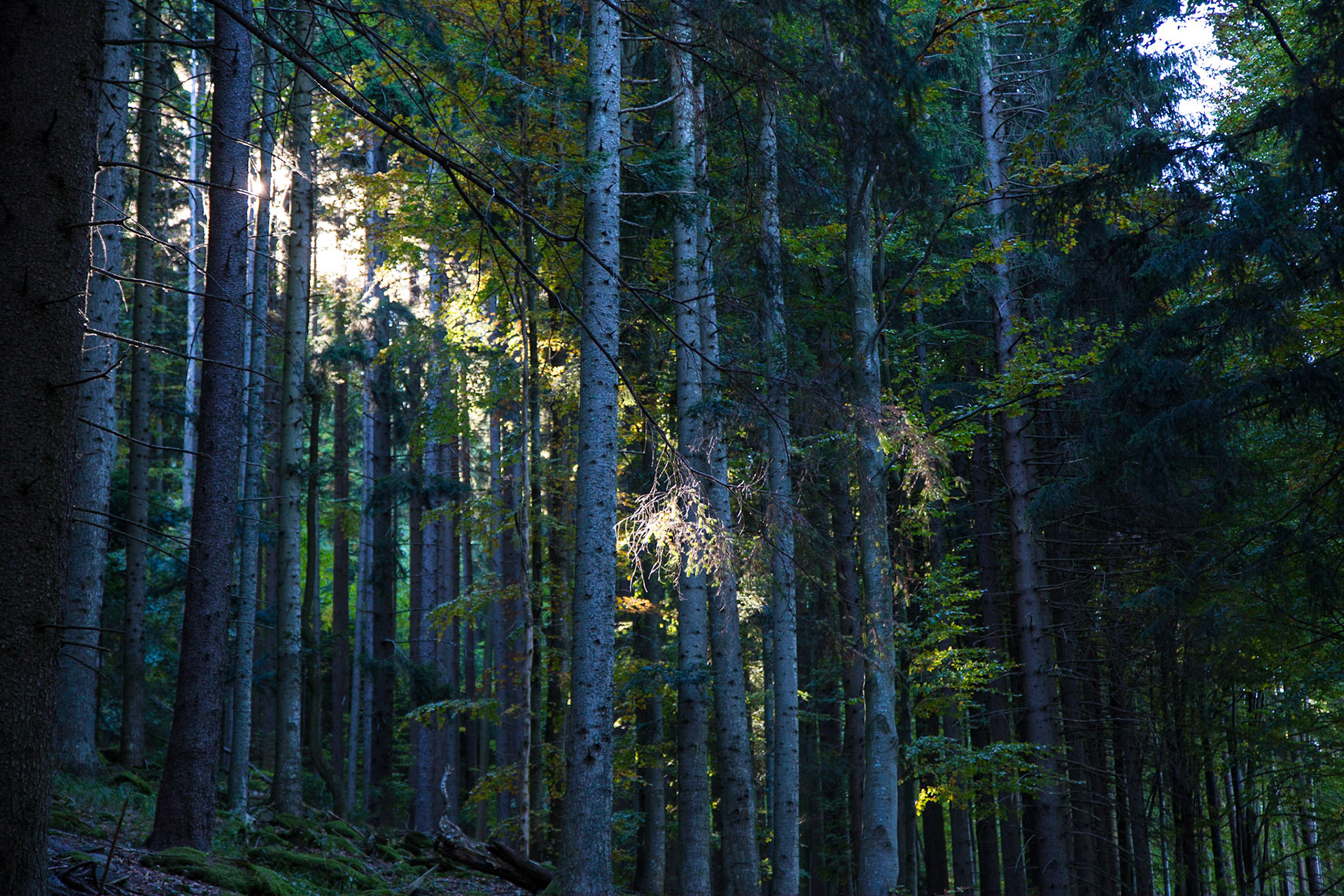 Ambient Forest