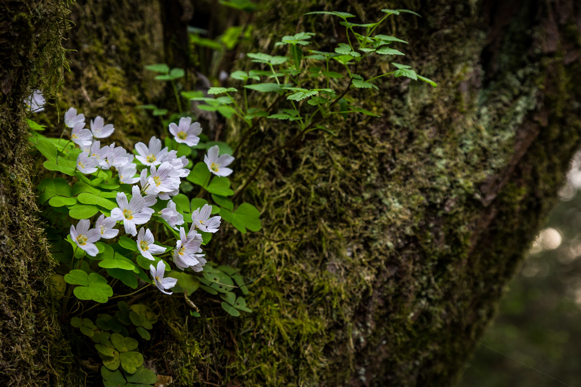 Prosperos nest of wood sorrel in spring time