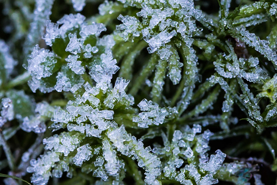 Frozen moss shows beautiful small ice crystals in close up shot. Seen in Bavarian Forest.