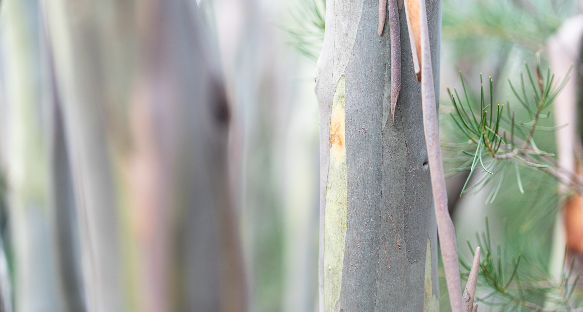 snow gum tree, Australian native tree