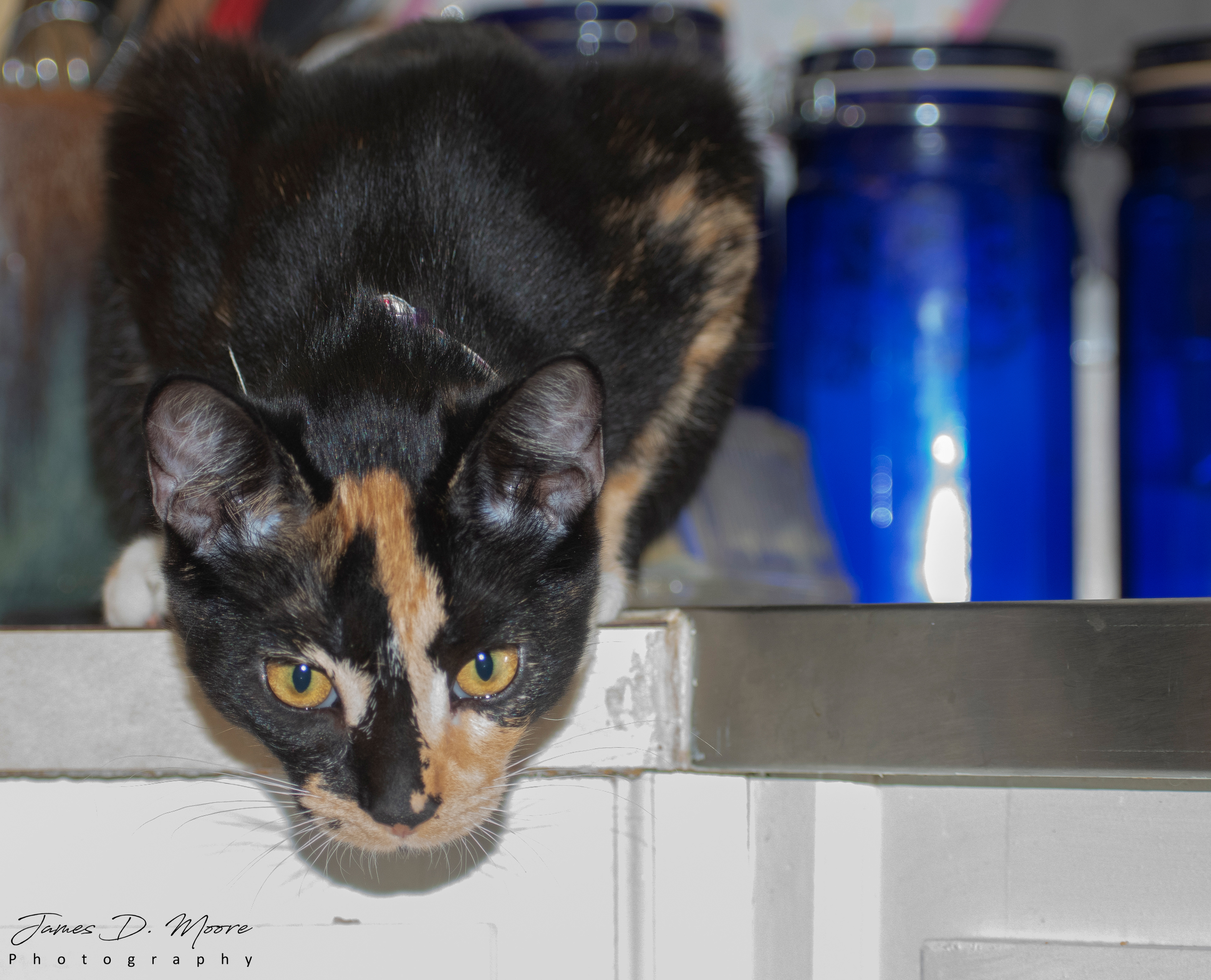 Zoey the Cat