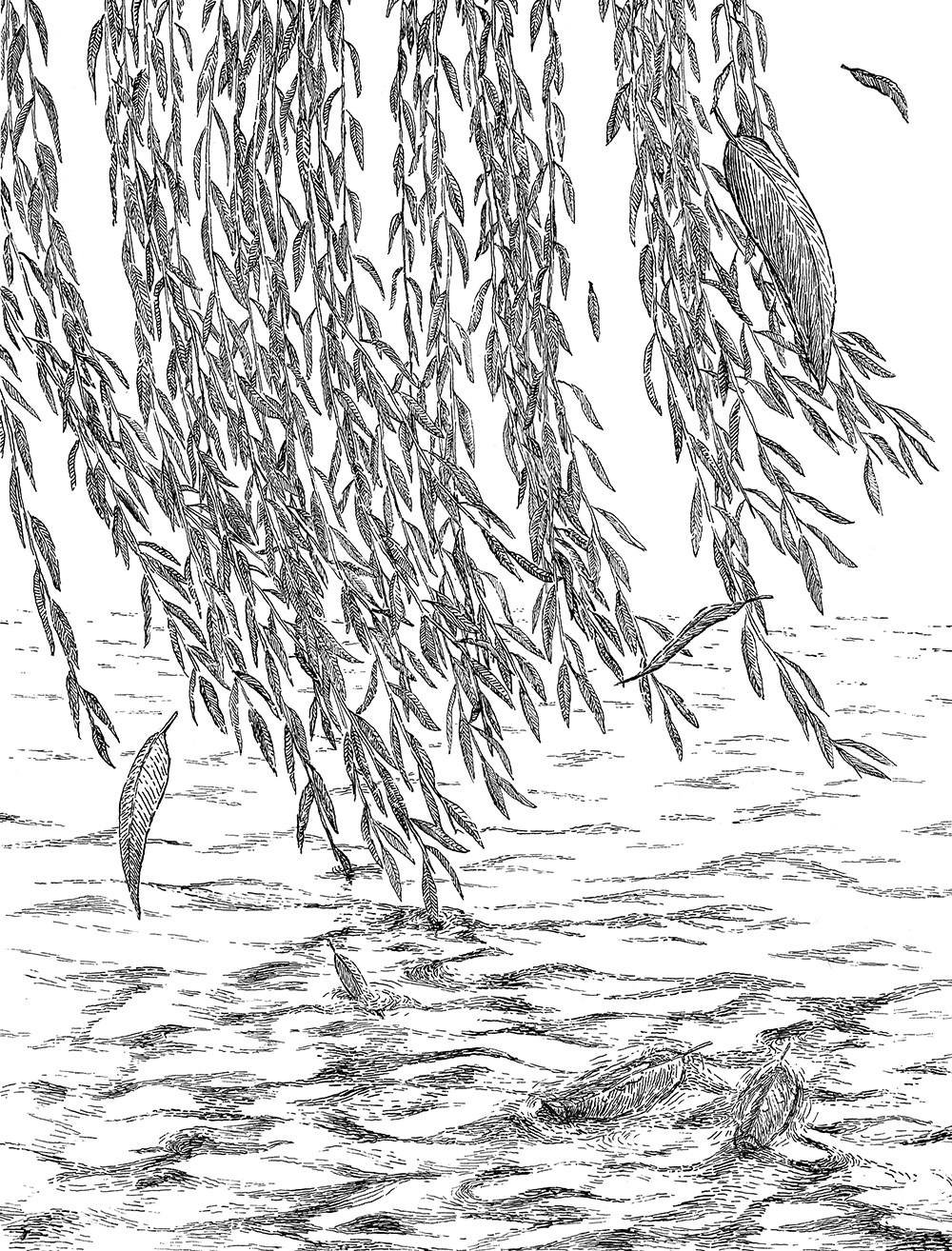 Interior Illustration