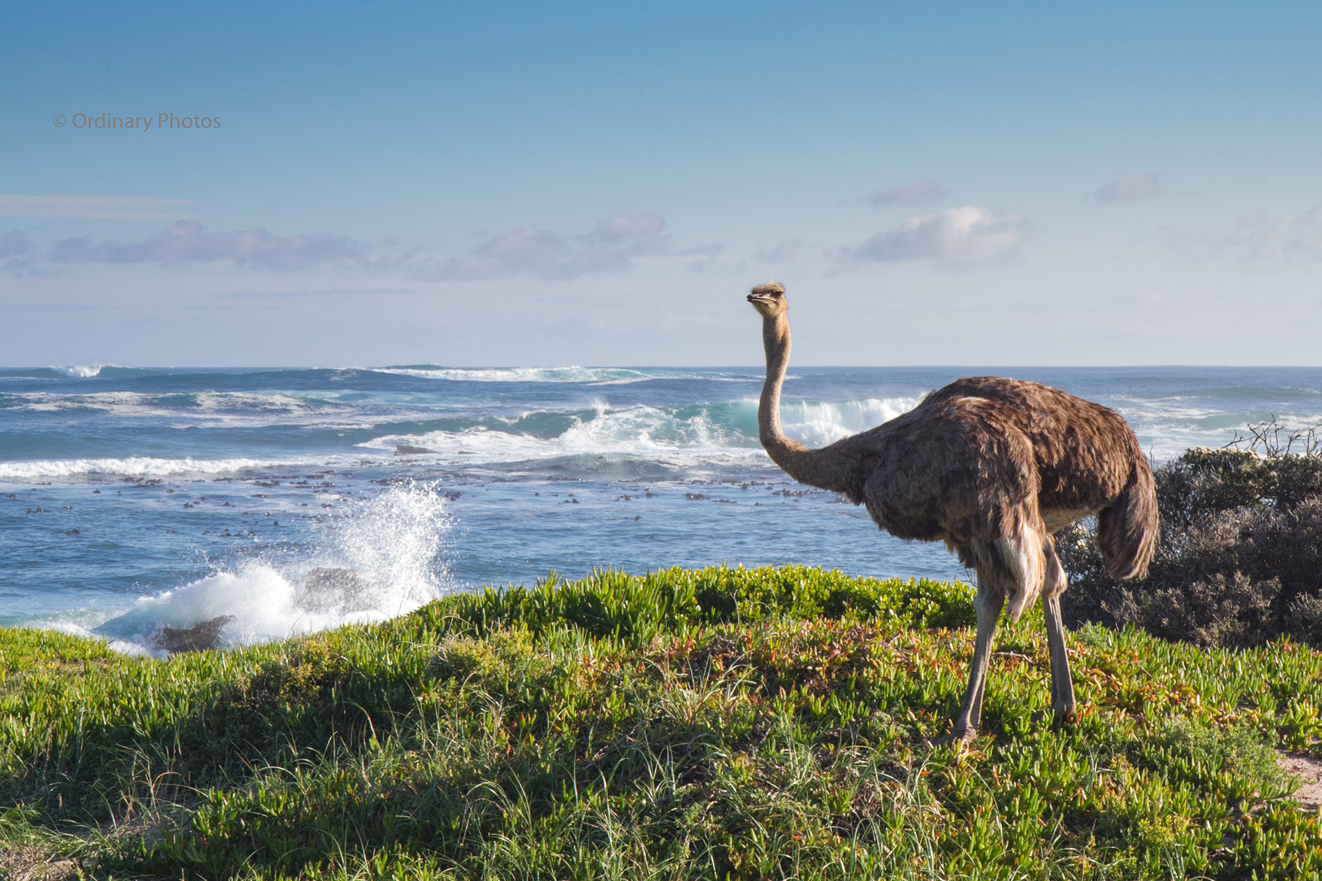 Een struisvogel op Kaap de Goede Hoop in Zuid-Afrika