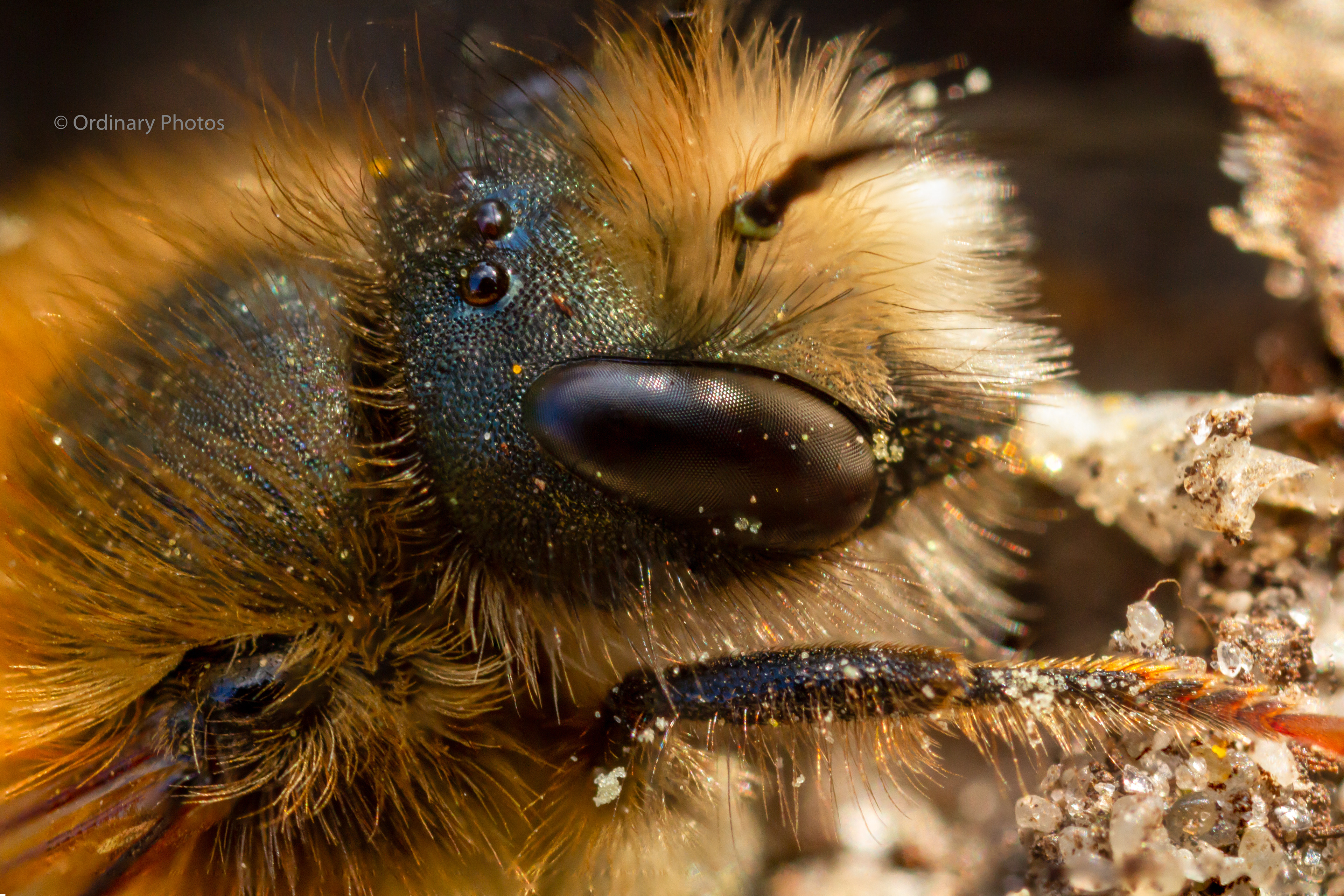 Een macrofoto van een bij in Huis ter Heide