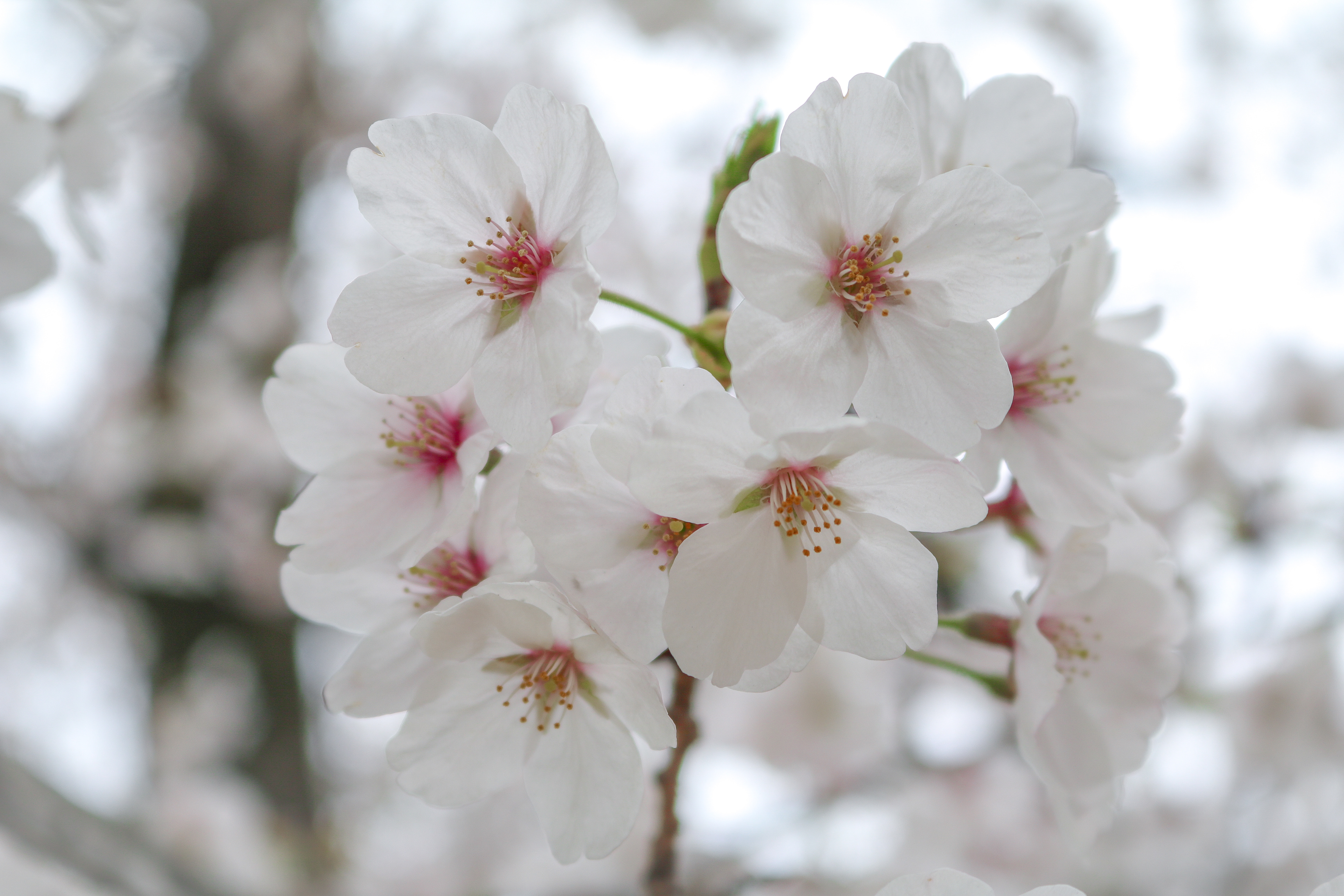 Cherry blossom in Hiroshima, Japan, 2017