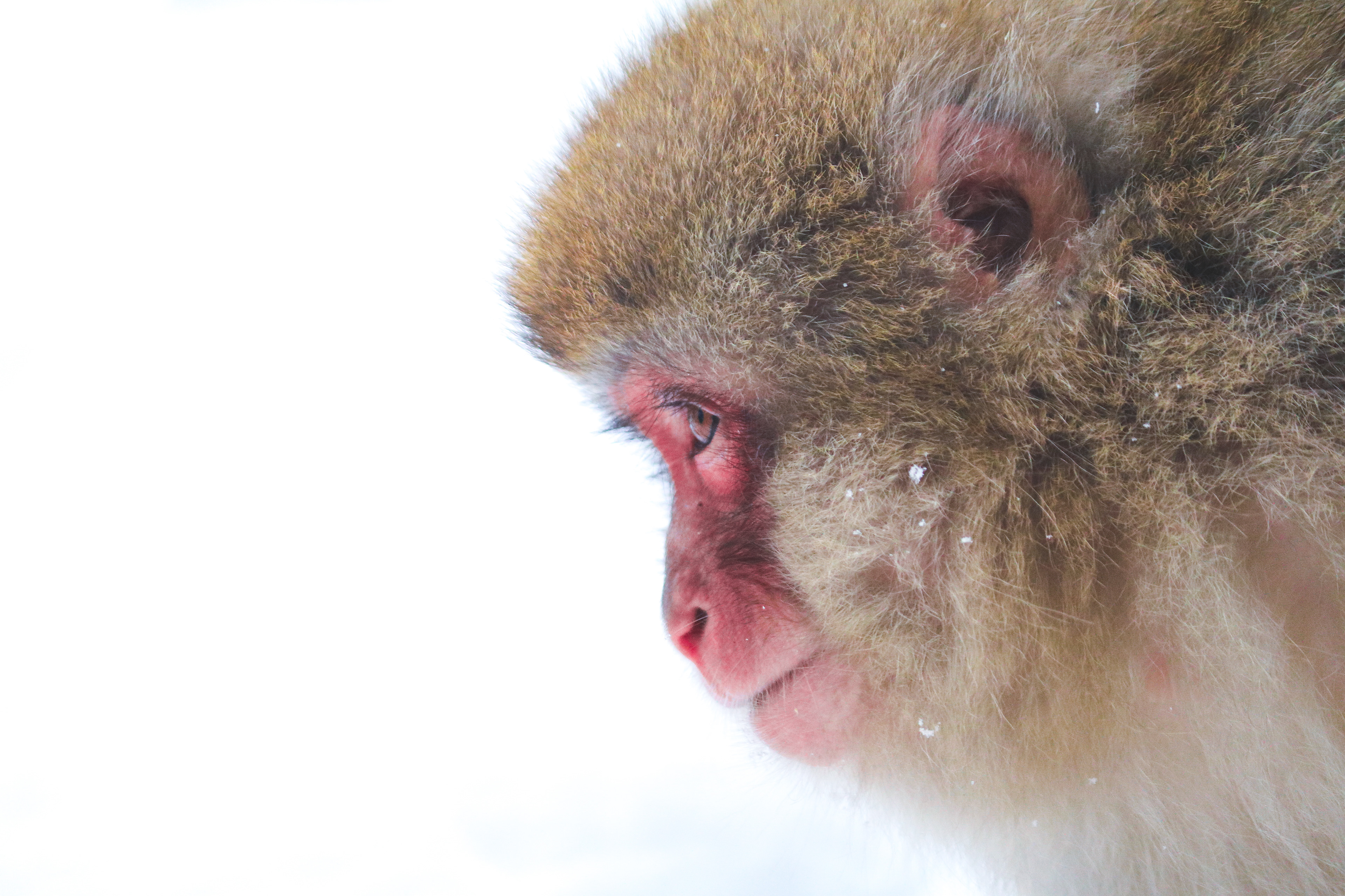 Snow monkey looking focussed, Japan, 2019