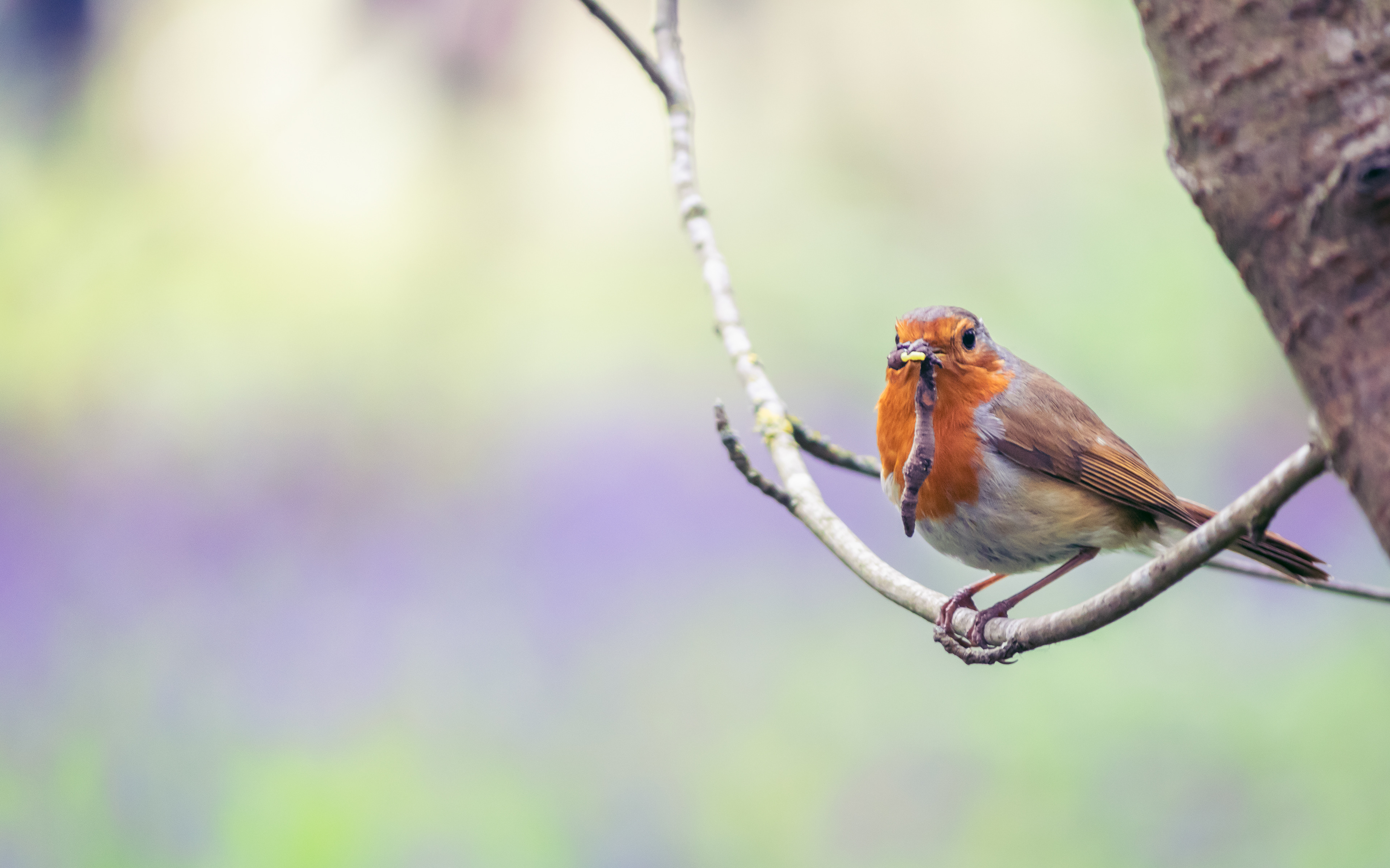 Robin Eating a Worm, UK, 2021