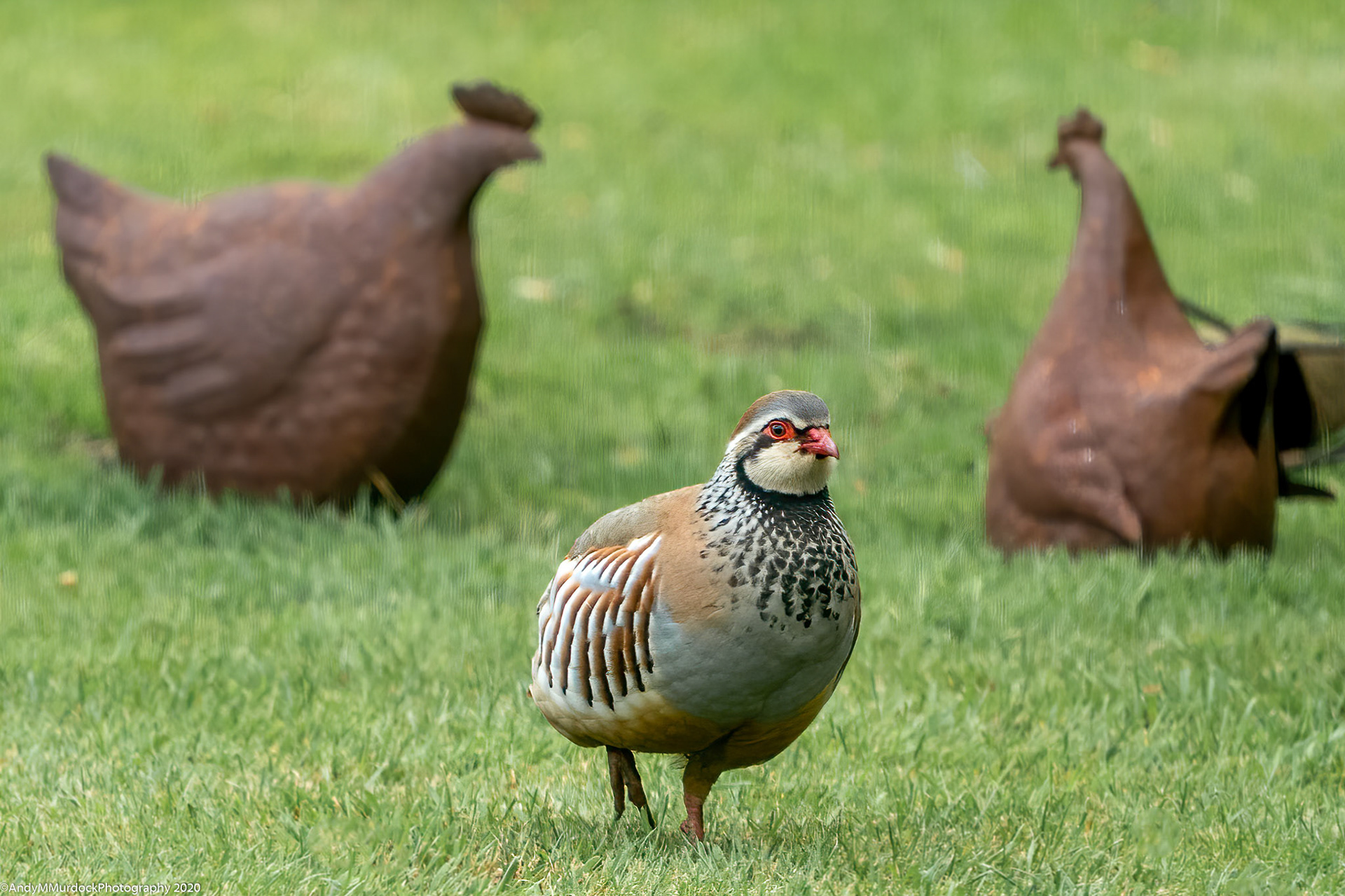 What the Cluck is that Doing Here?