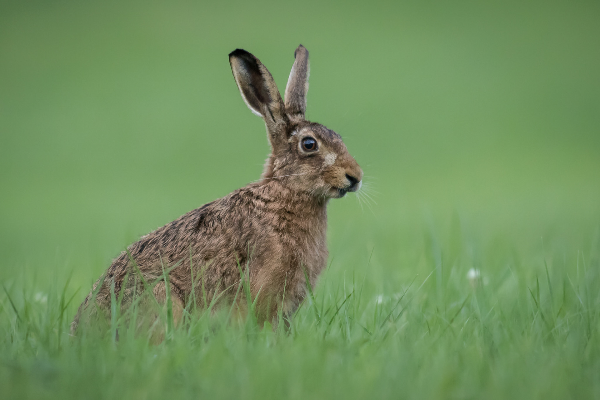 Hare