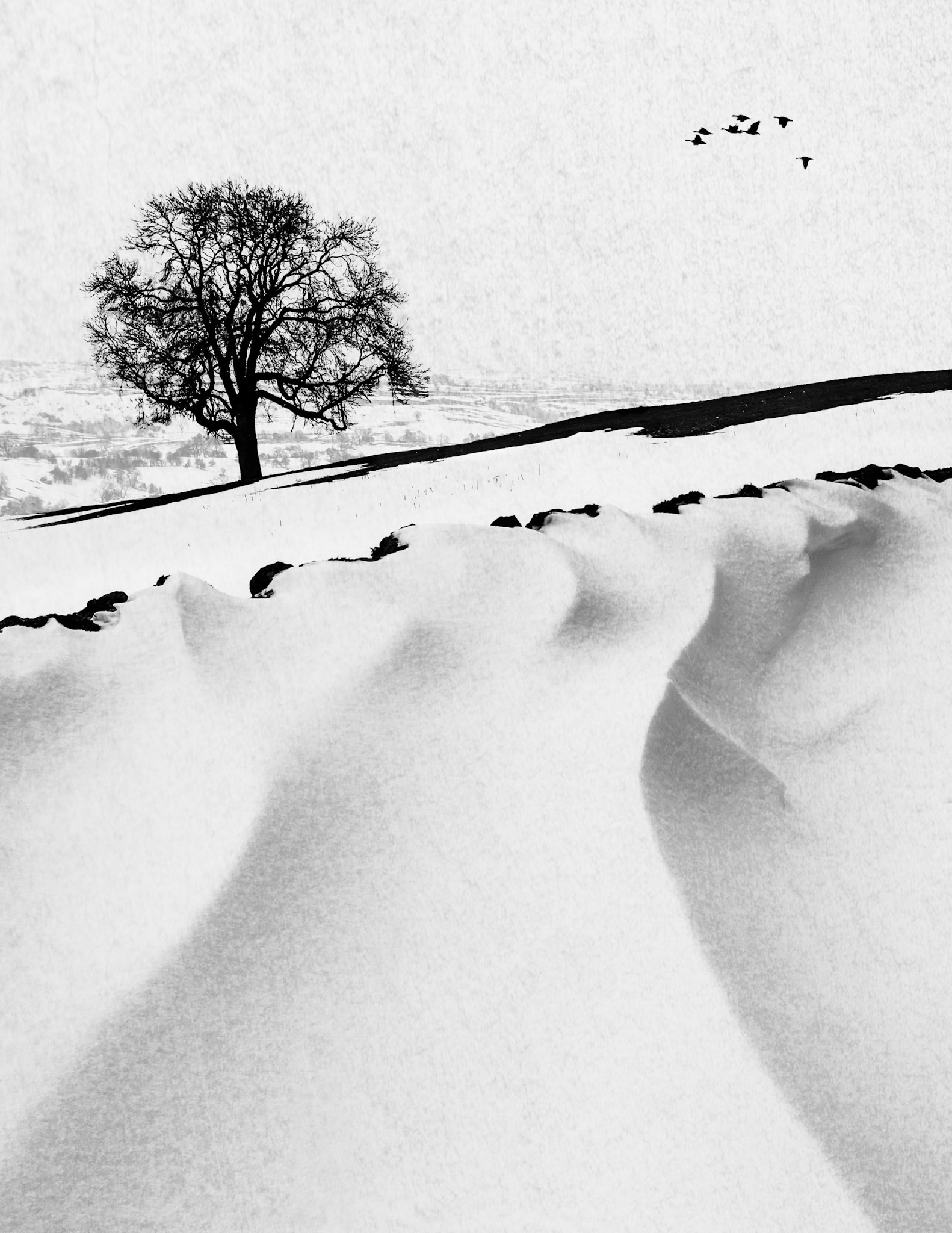 Snow Drift