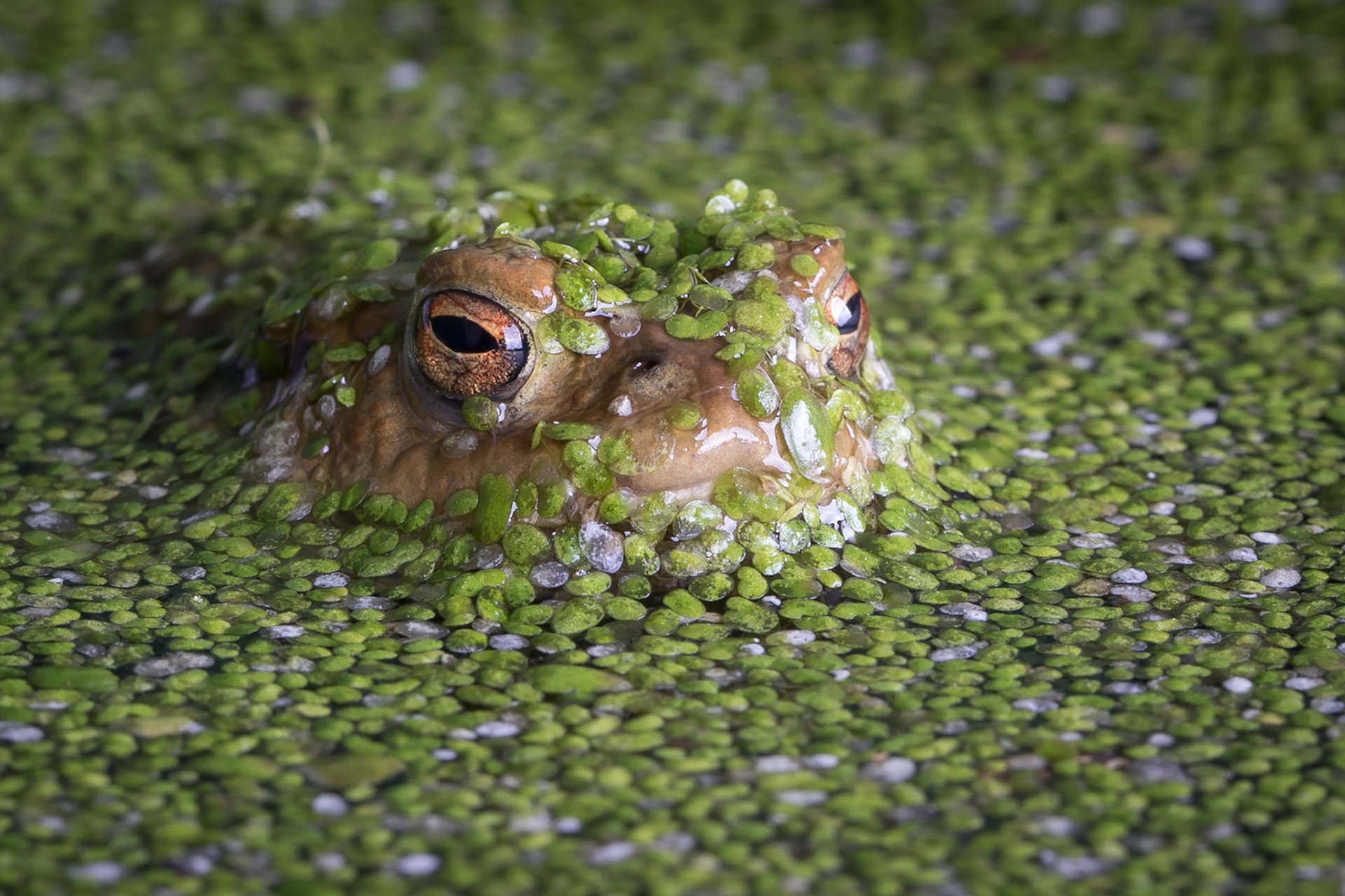 Common Toad Emerging From Pond Weed