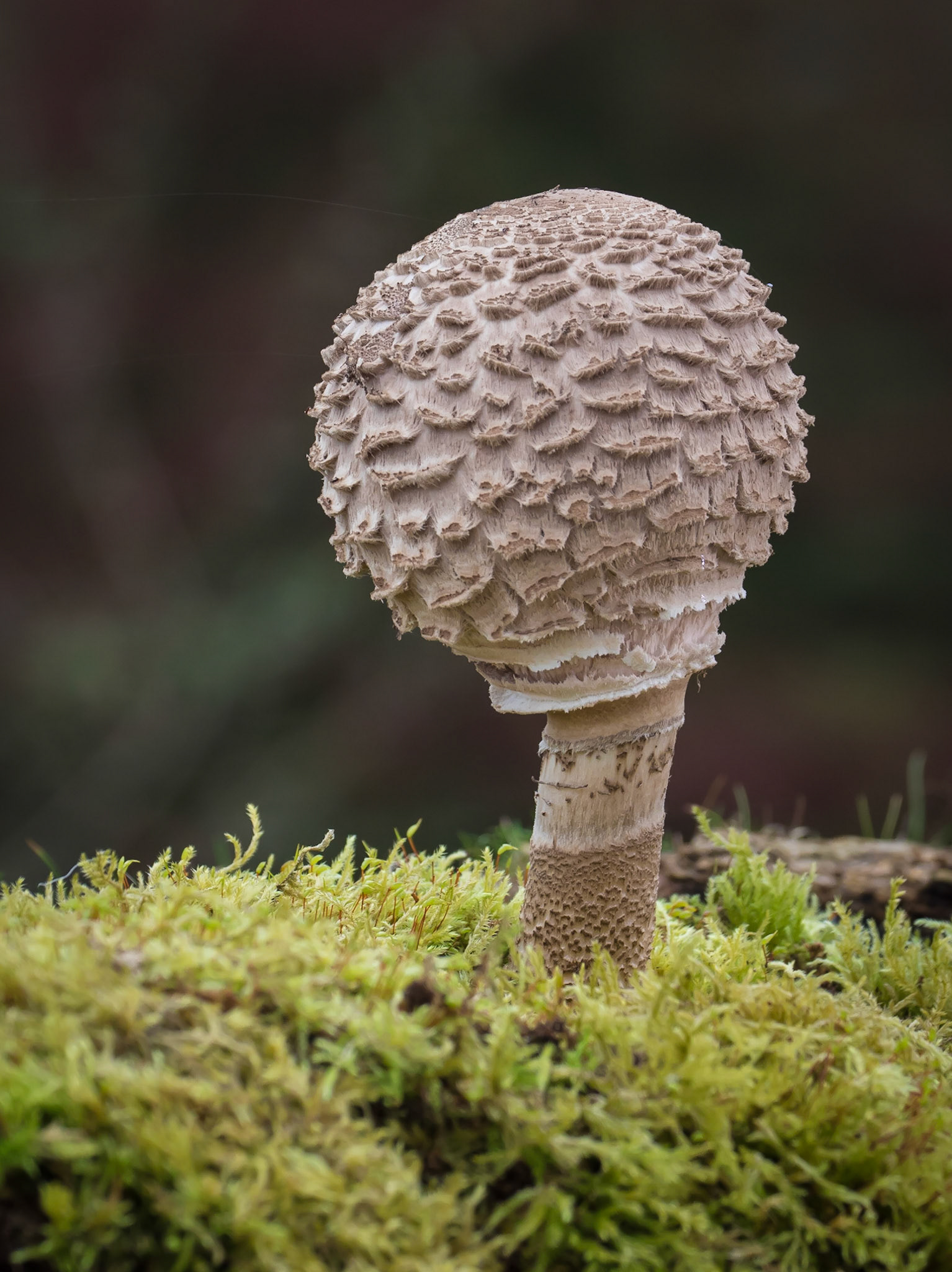 Immature Parasol Mushroom