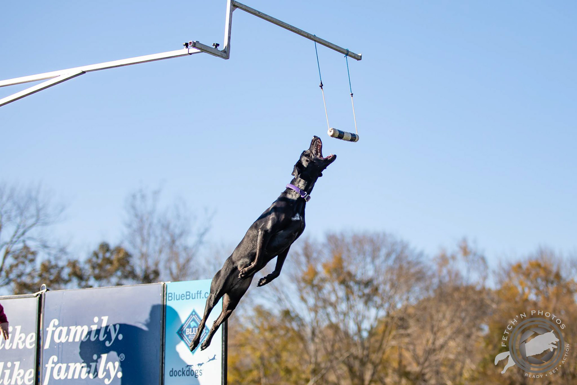 Fetch 'N Photos Dock Diving
