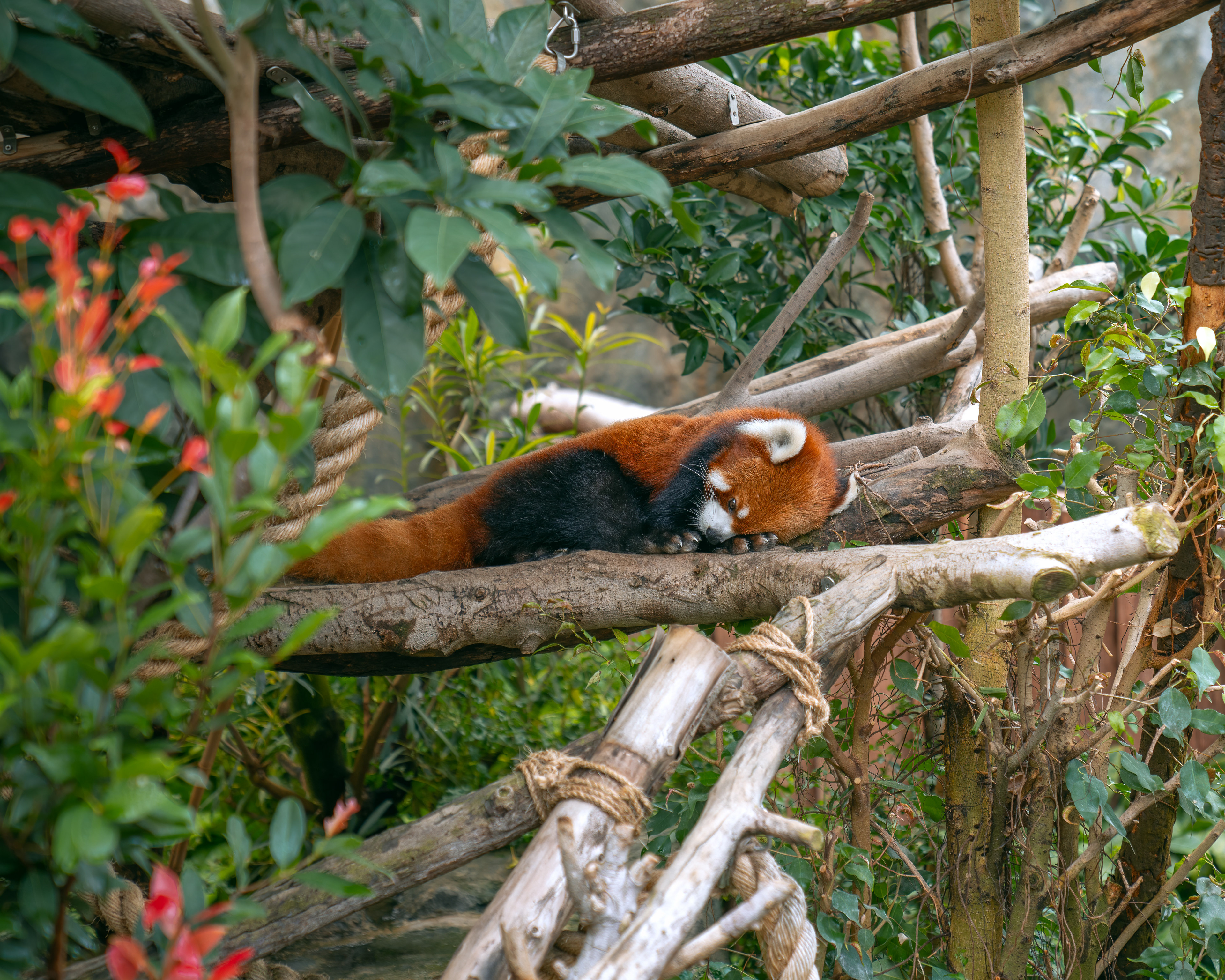 Red panda, Ocean Park, Hong Kong