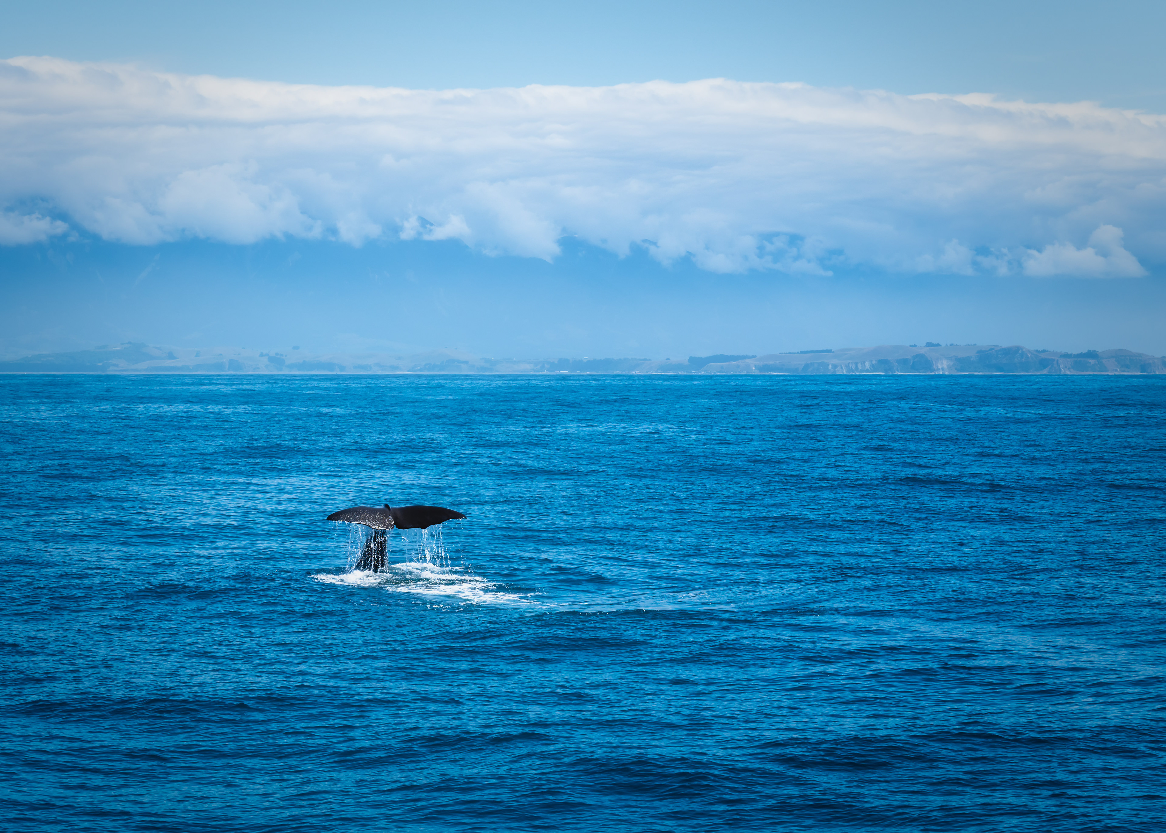 Whale Tail, New Zealand