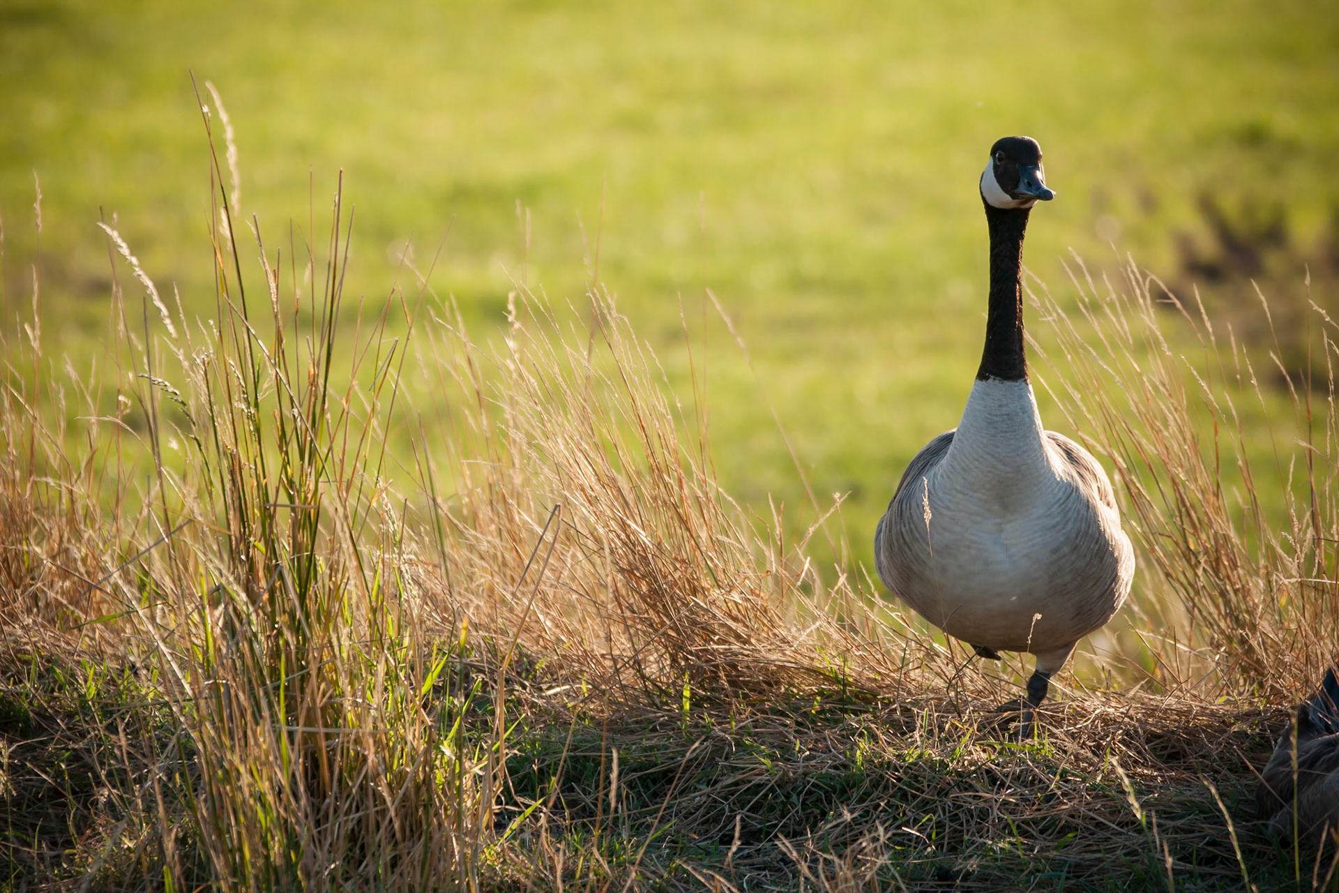 © fotoJAAP