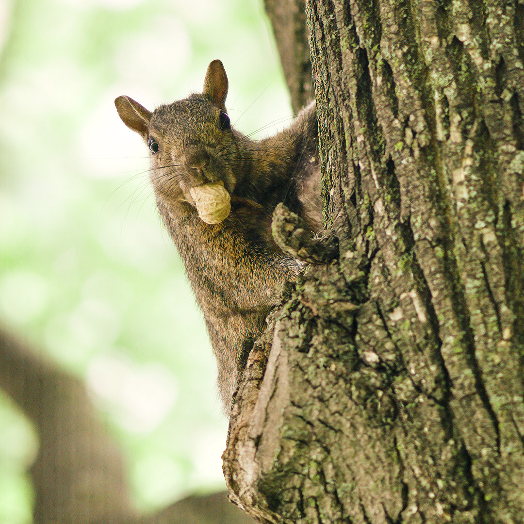 Mr. Squirrel (near)