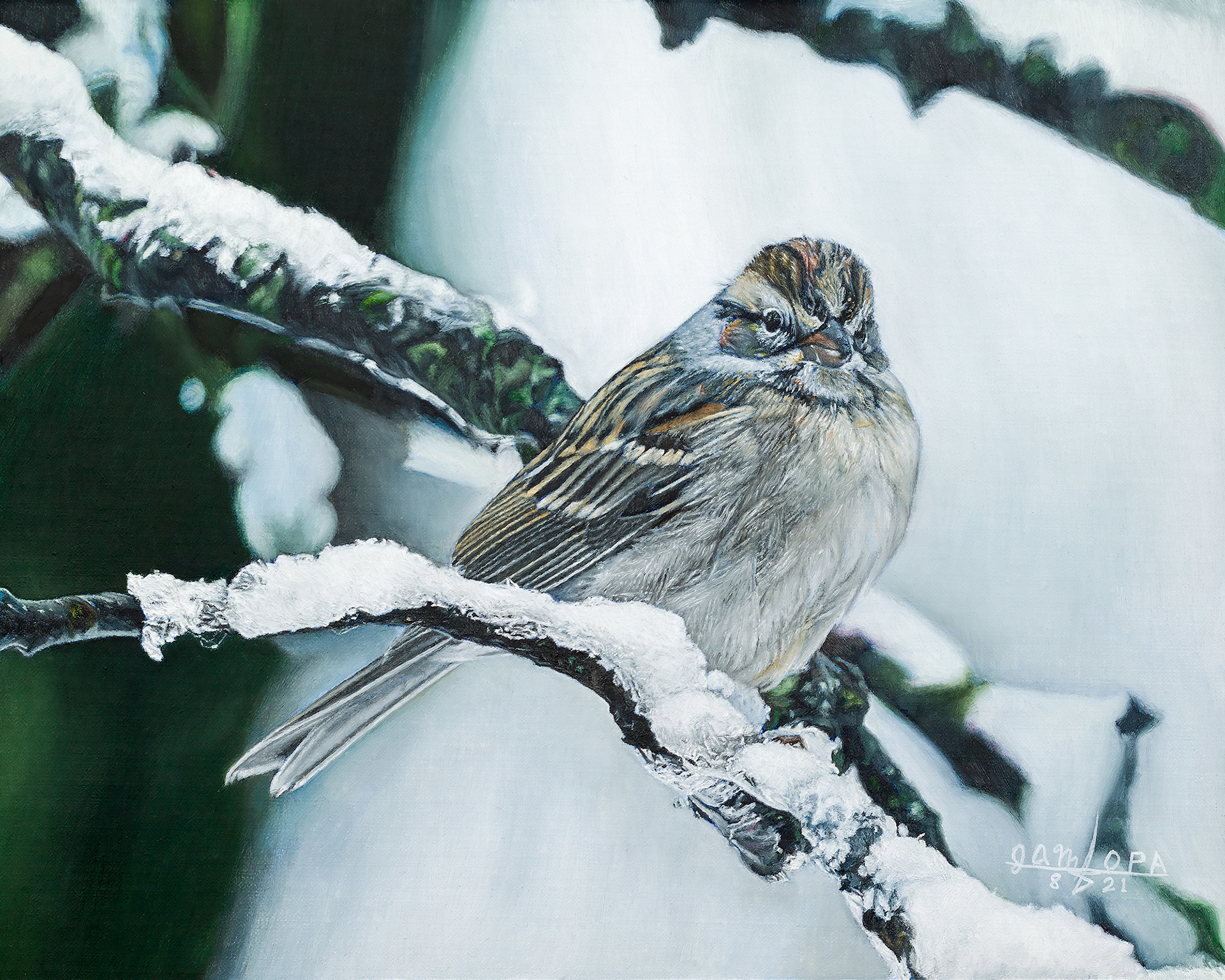 Sparrow in Snow