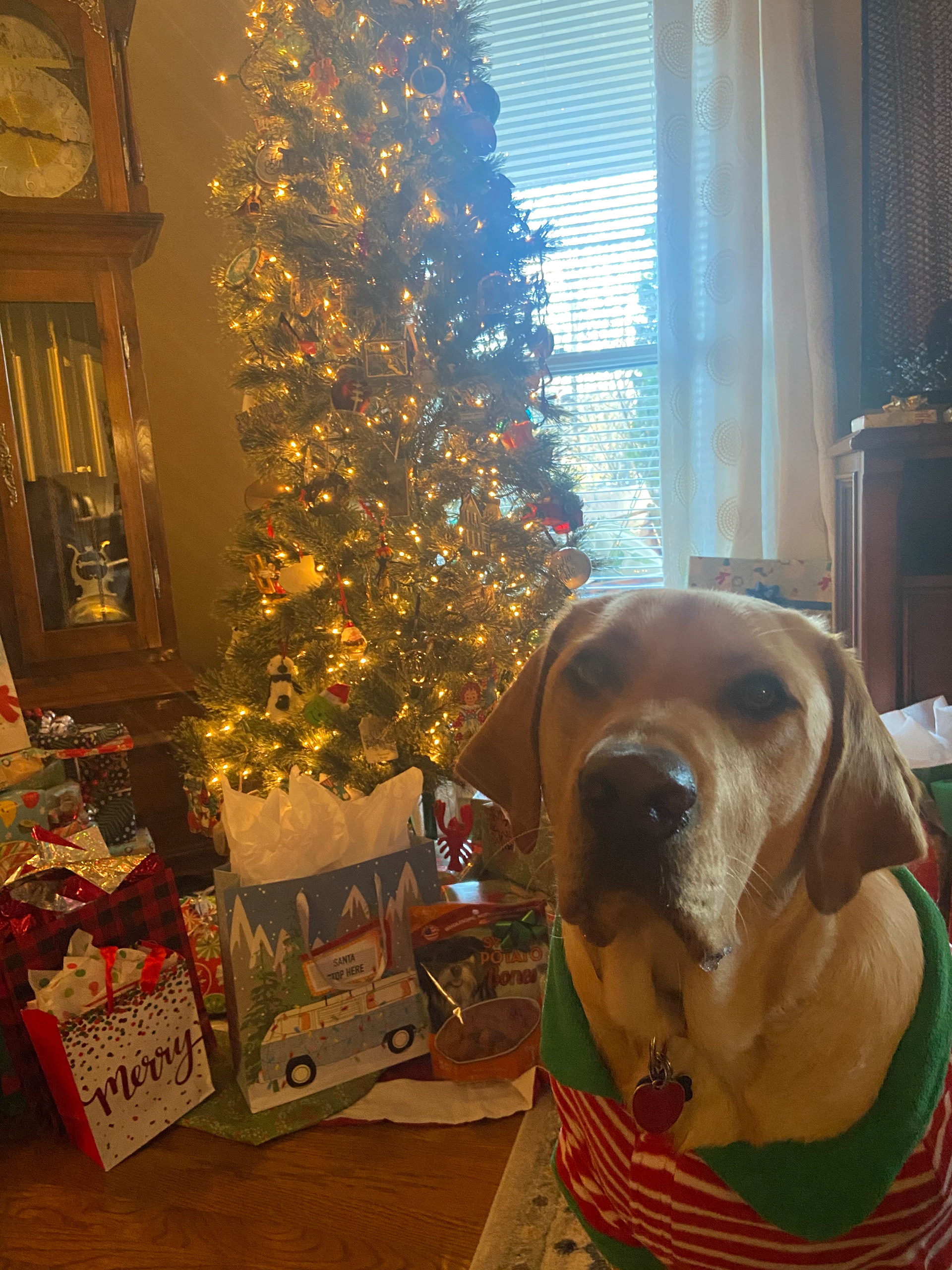 Tucker's First Christmas!