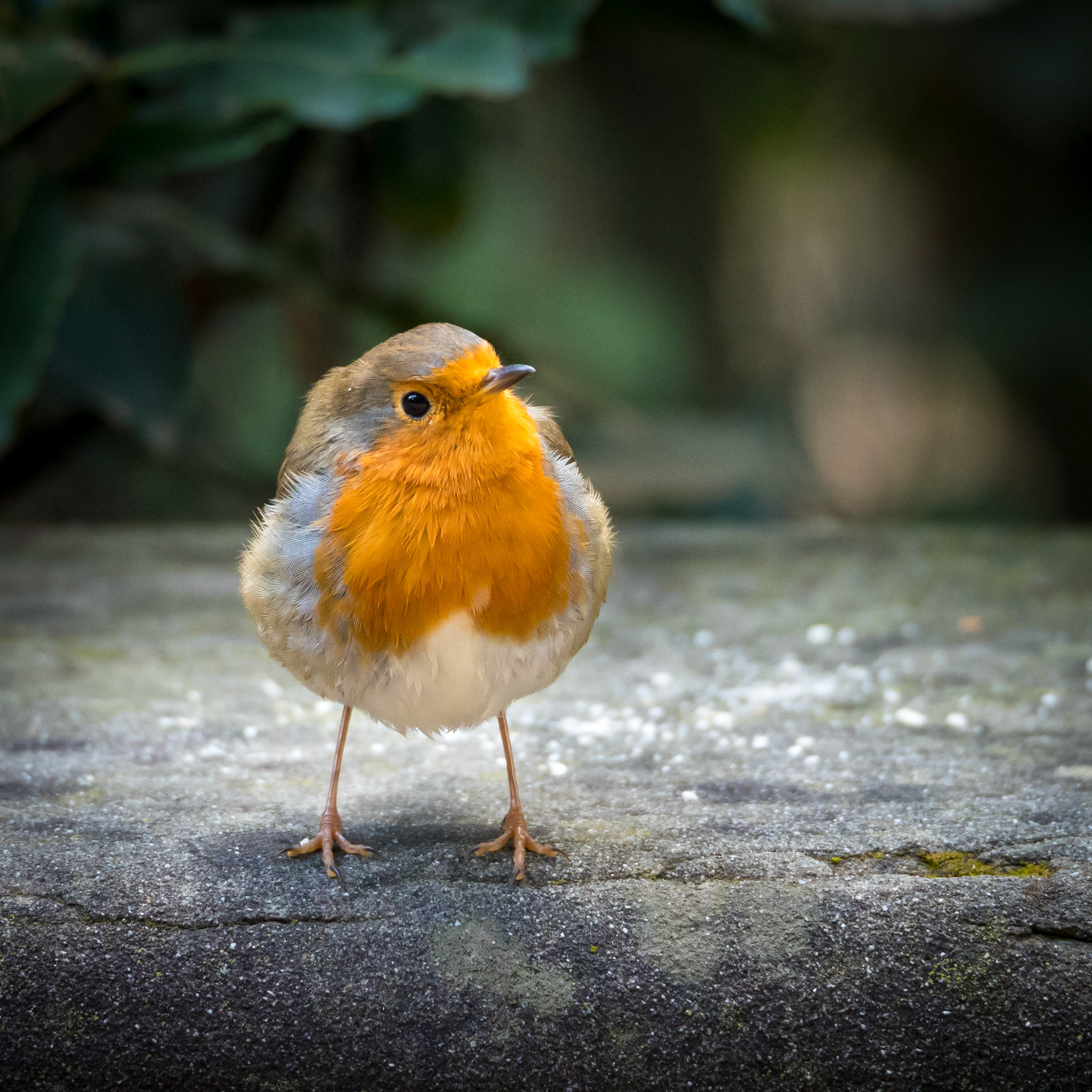 Red Robin