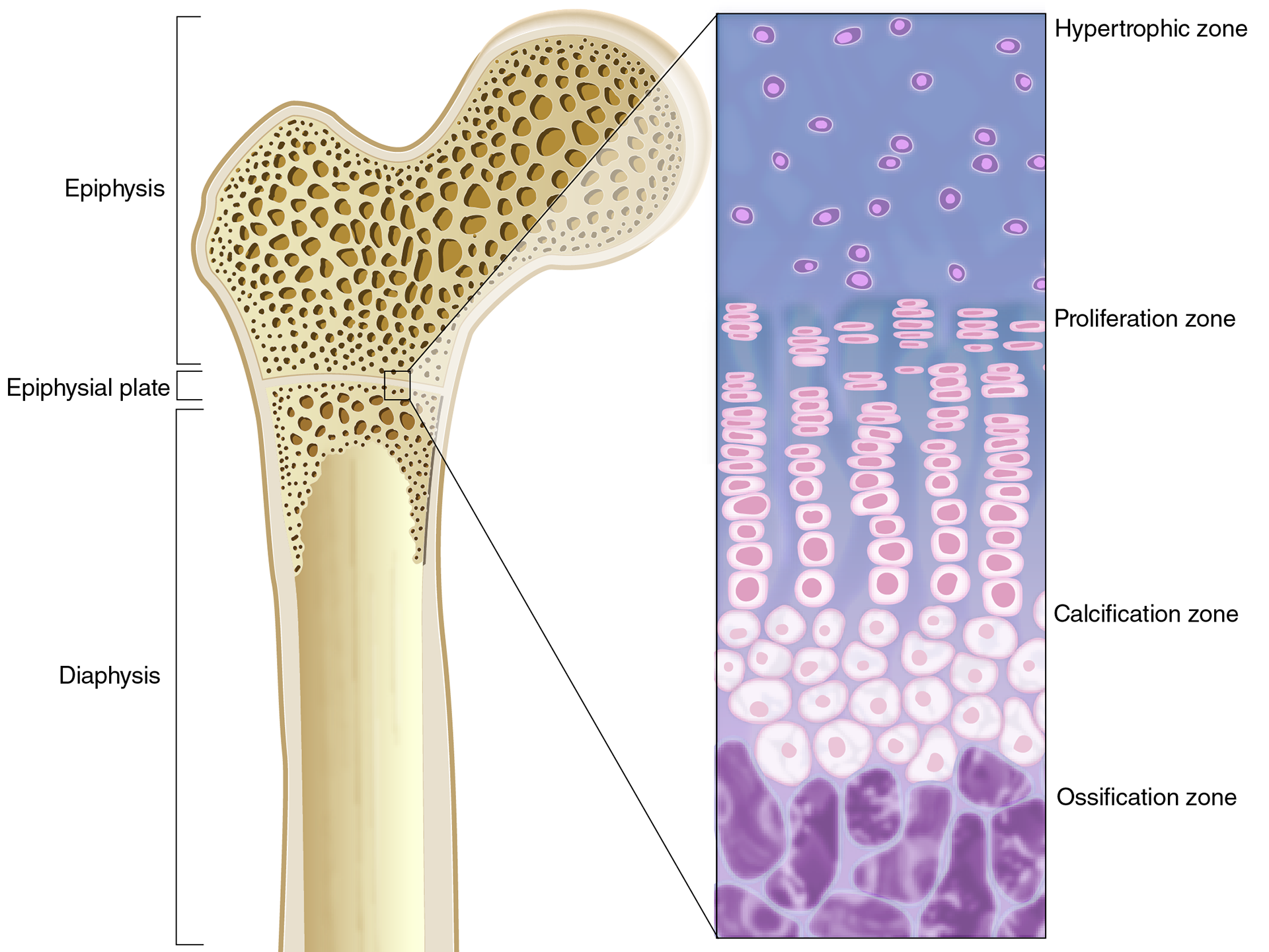 Structure Of Long Bone Labeled / Types Of Bones Long Bones ...