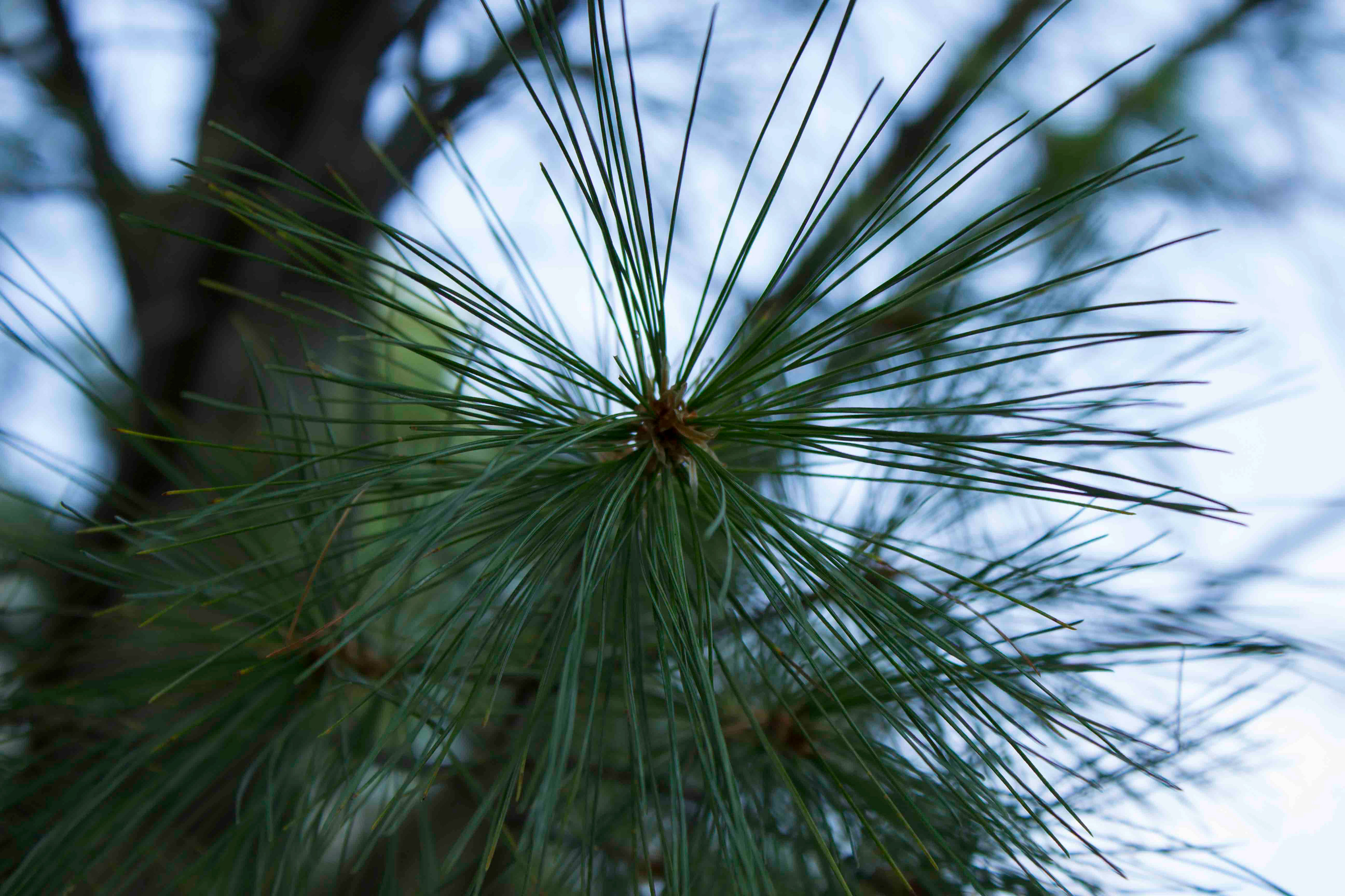 Macro shot of Pine needles