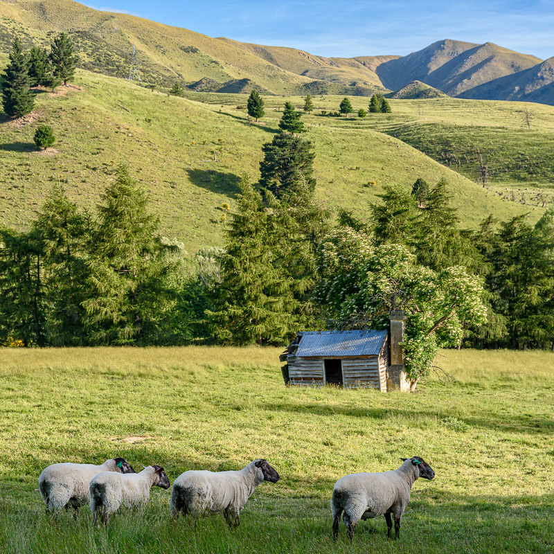 Opihi Valley - Canterbury