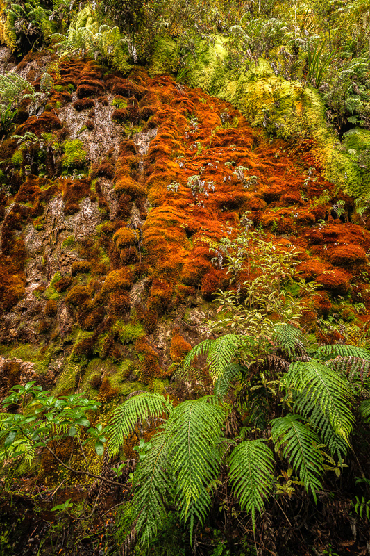 Charming Creek Walkway - West Coast