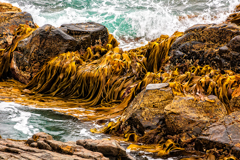 Kelp on rocks, Bluff - Southland