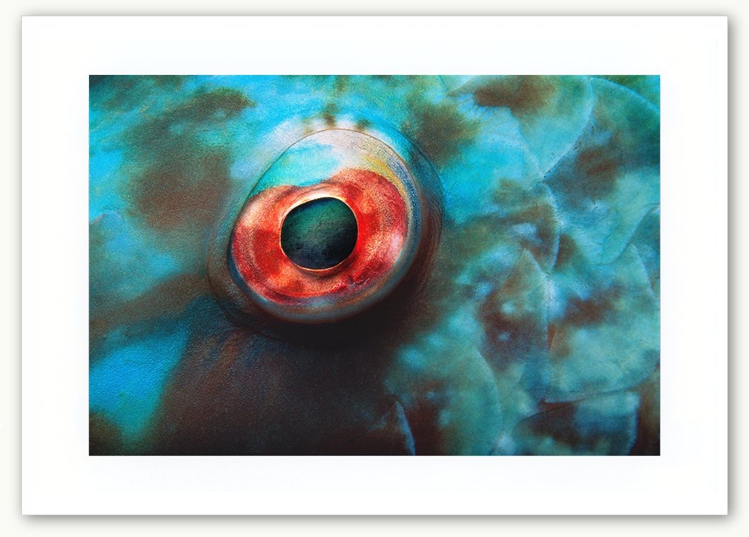 Seven Seas Photos Diver Steve Hanson Parrotfish Eye