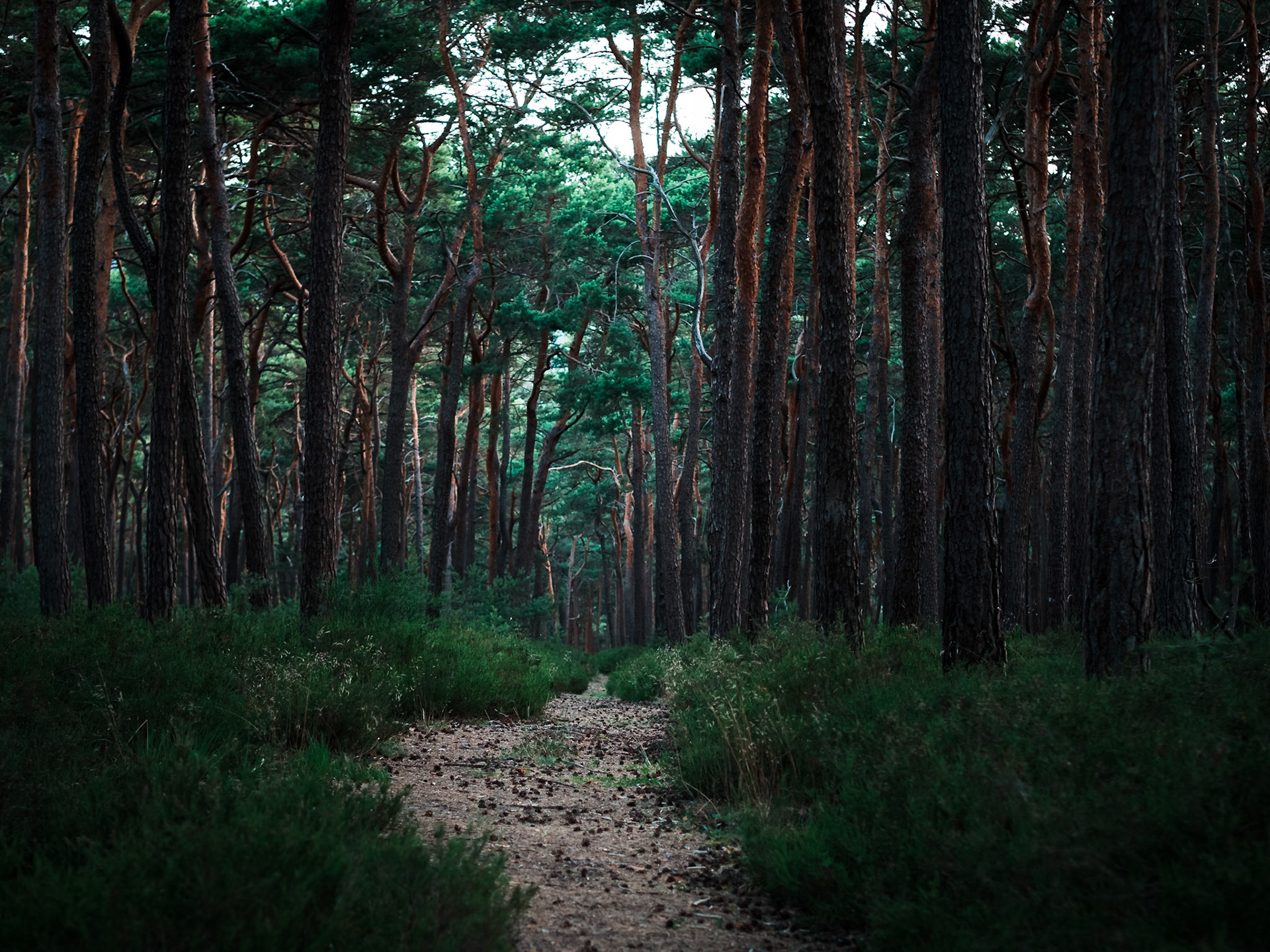 Pfälzer Wald