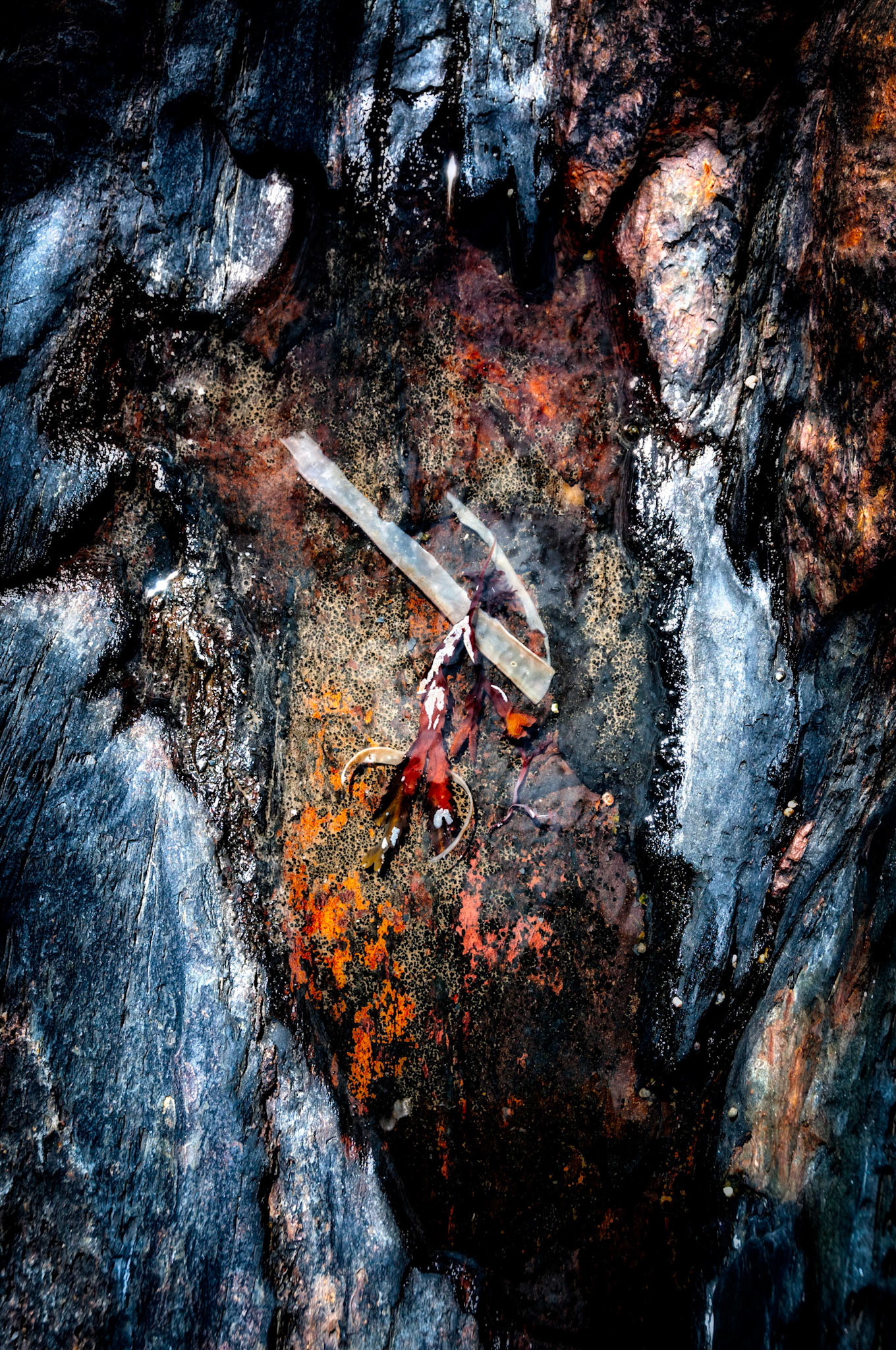 Small Tide Pool, Upper Kingsburg Nova Scotia