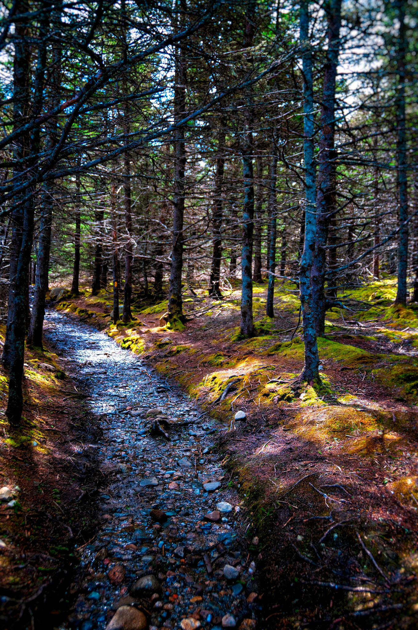 Wet Trail, Upper Kingsburg Nova Scotia