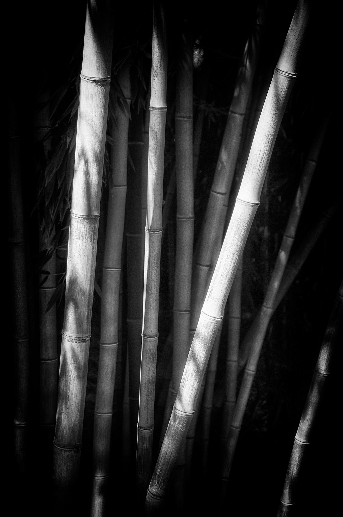 Bamboo 1