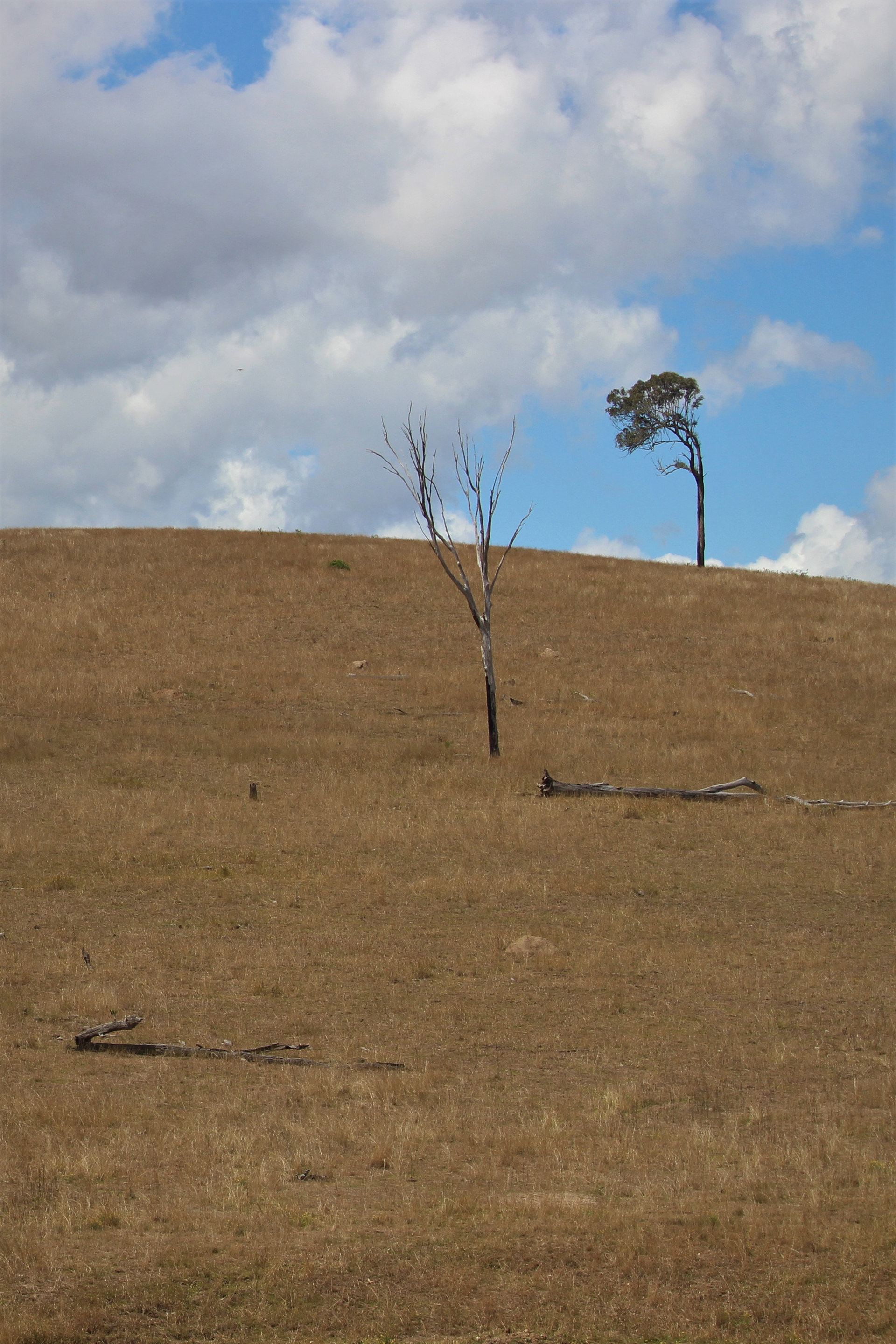 Lone Tree, 2020