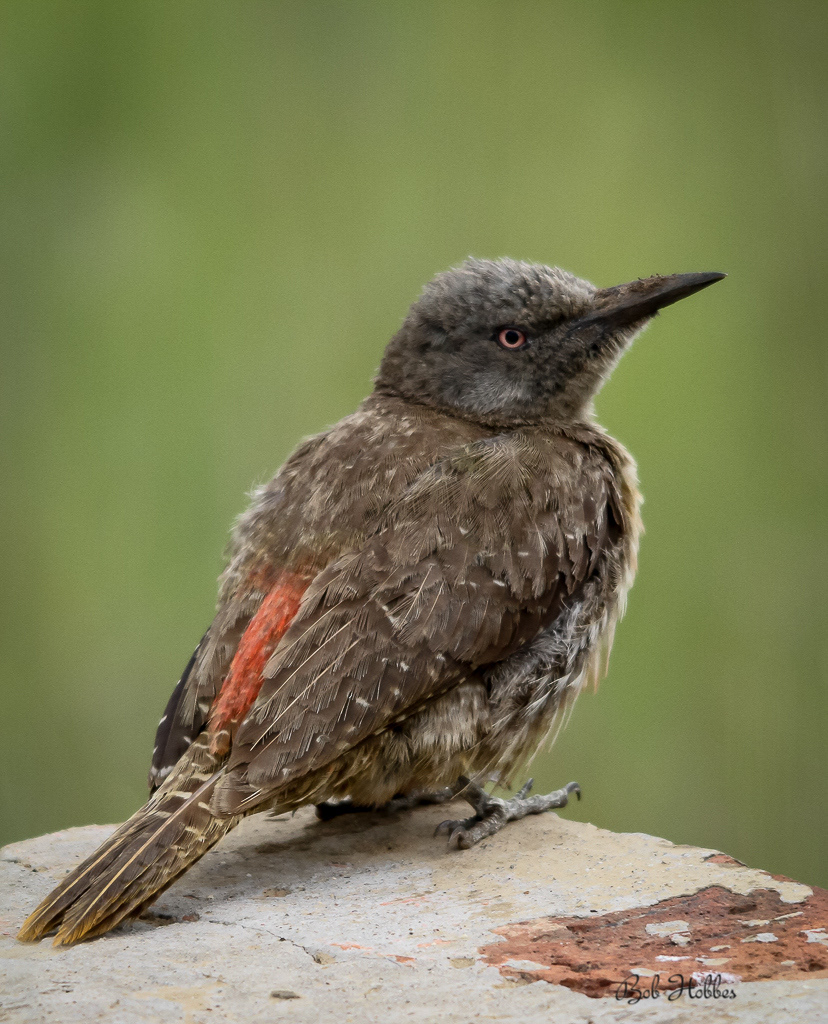 Ground Woodpecker
